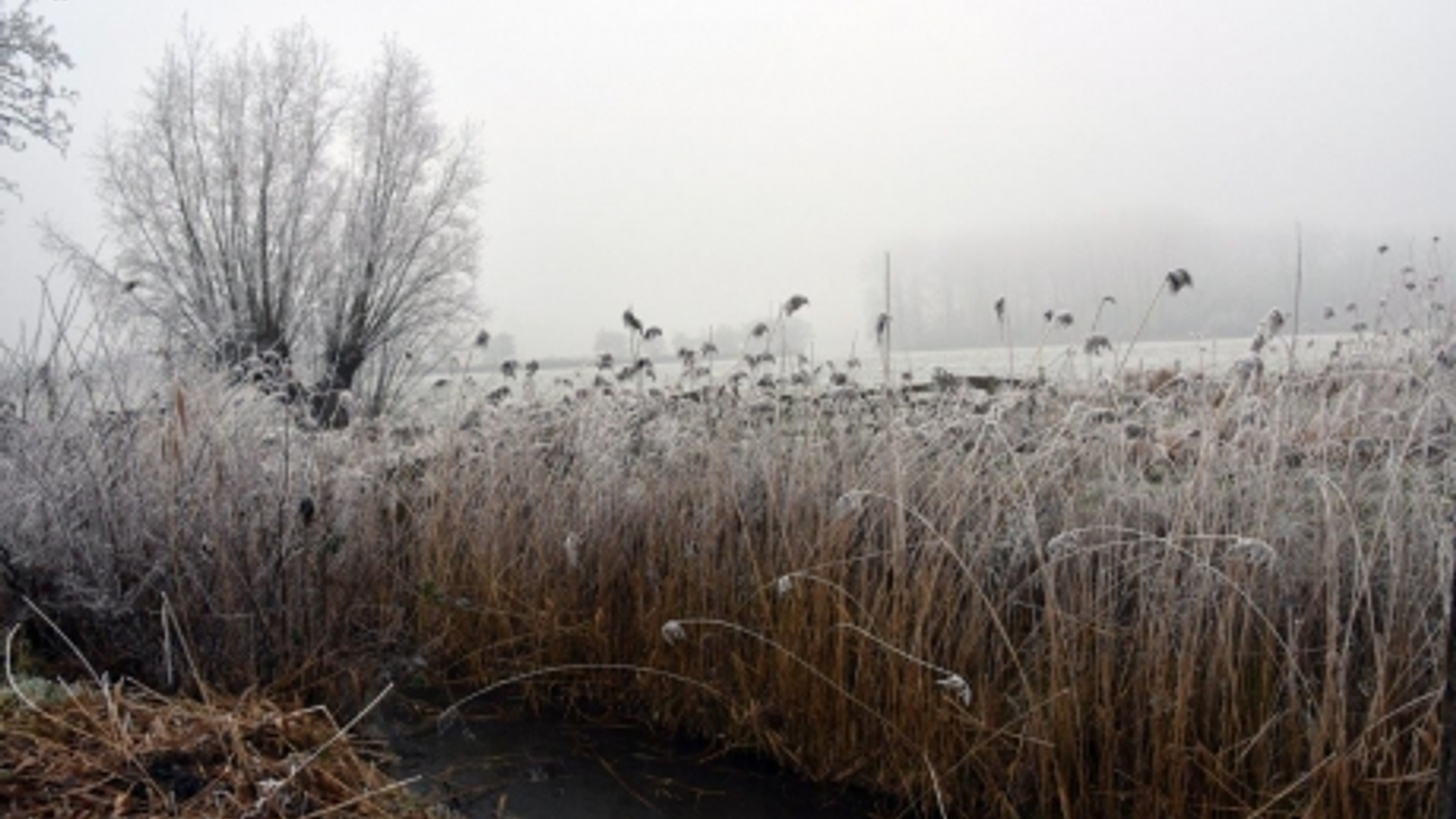 mistig riet smog