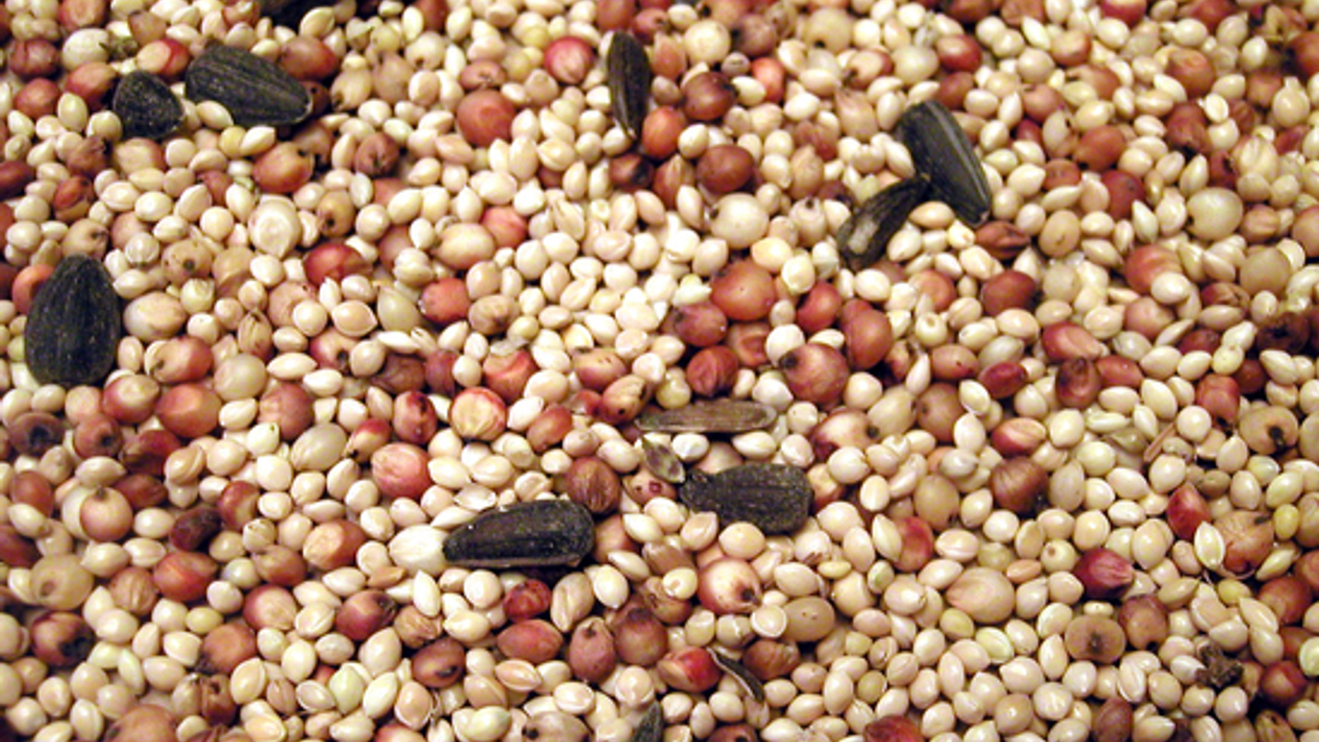 texture-birdseed-1471846.jpg