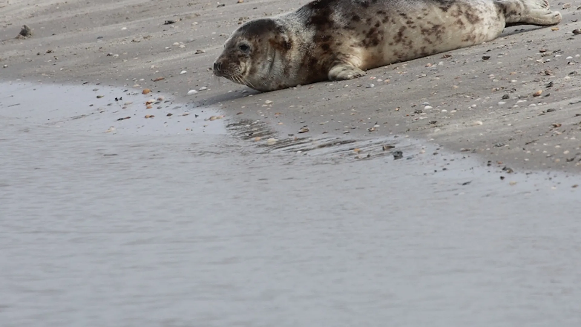 zeehond_64.jpg