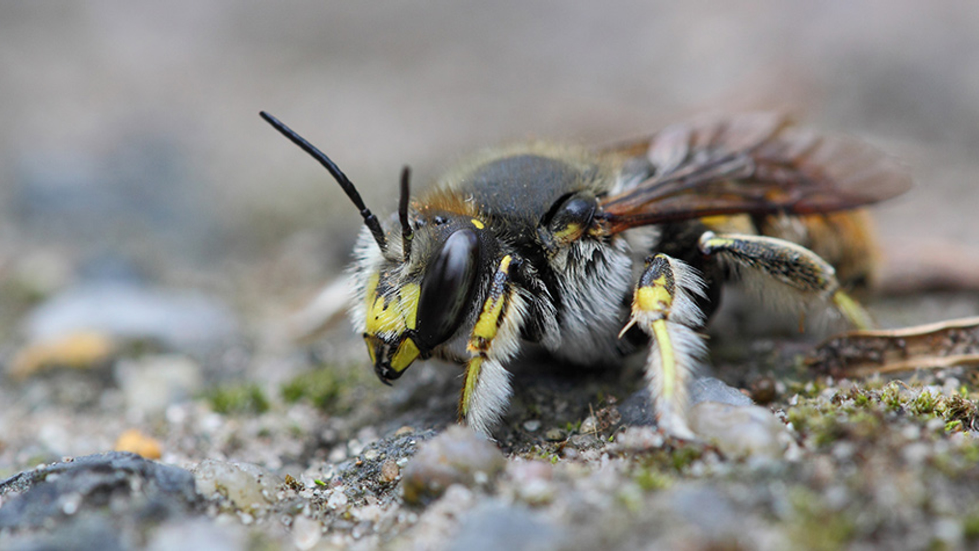 Grote wolbij