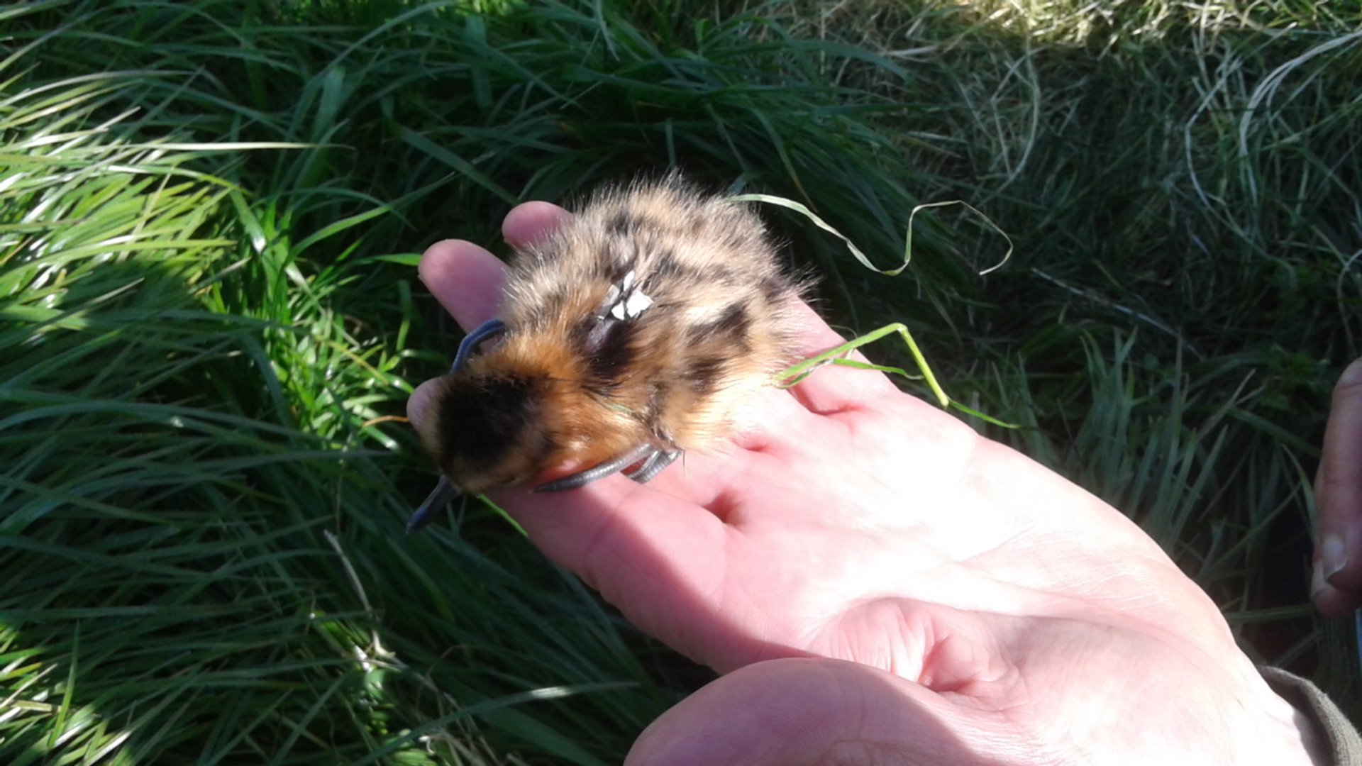 Wim Tijsen met gruttokuiken. Fotograaf Jeannette Parramore
