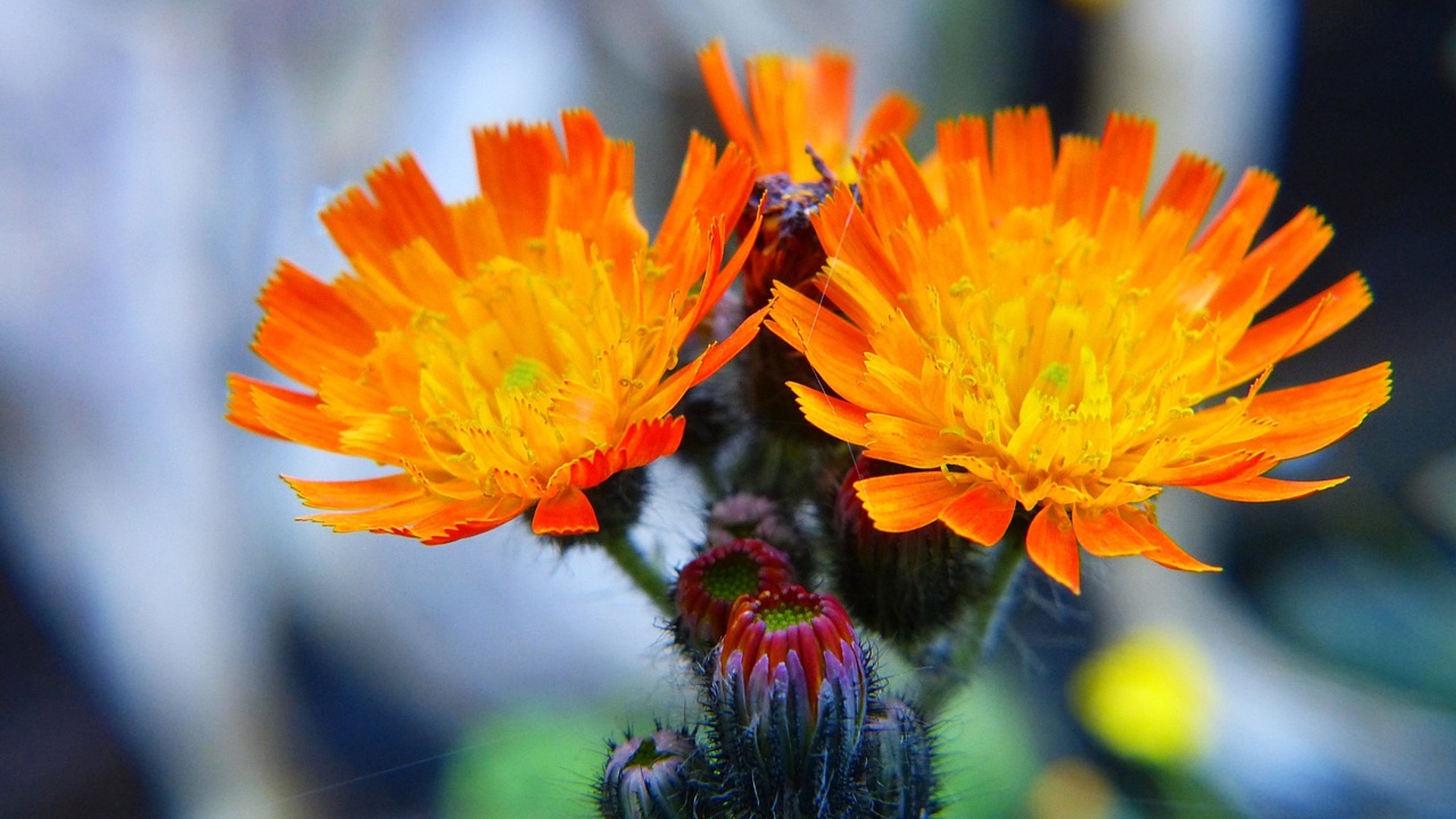 hawkweed-1530619_1280