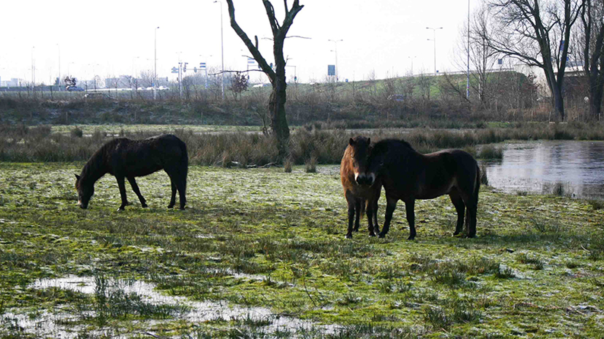 Exmoorpony's in natuurgebied Ede-de Klomp