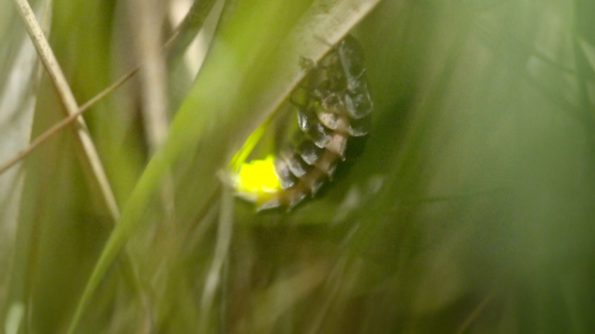 TV glimworm aamsveen en witte veen