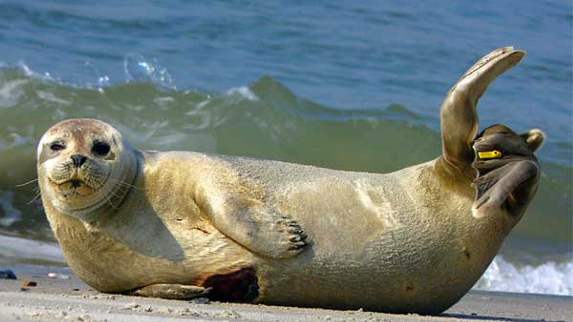 zeehond_24.jpg