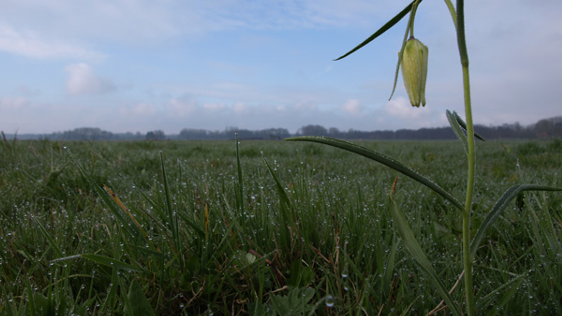 Witte-Kievitsbloem_Natuurmo.jpg