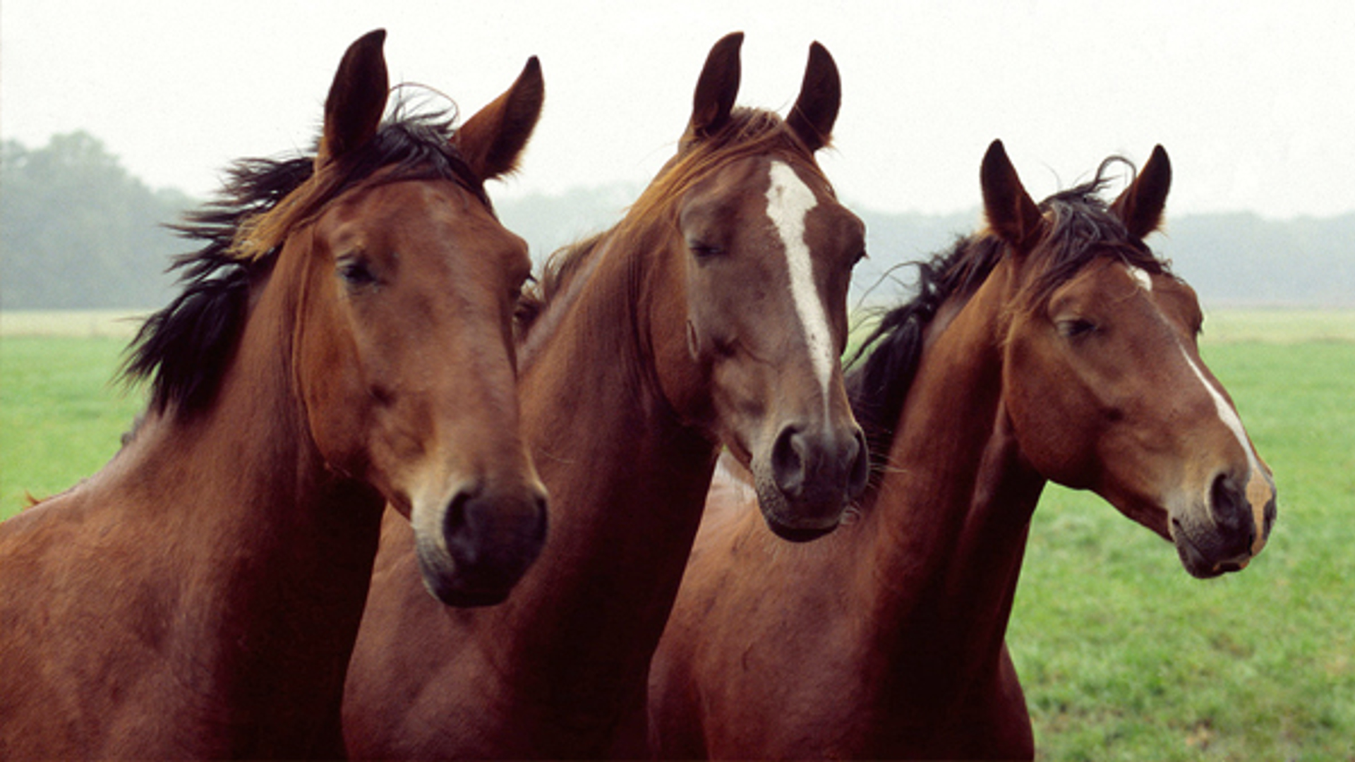Paarden_tinyvdmeer.jpg