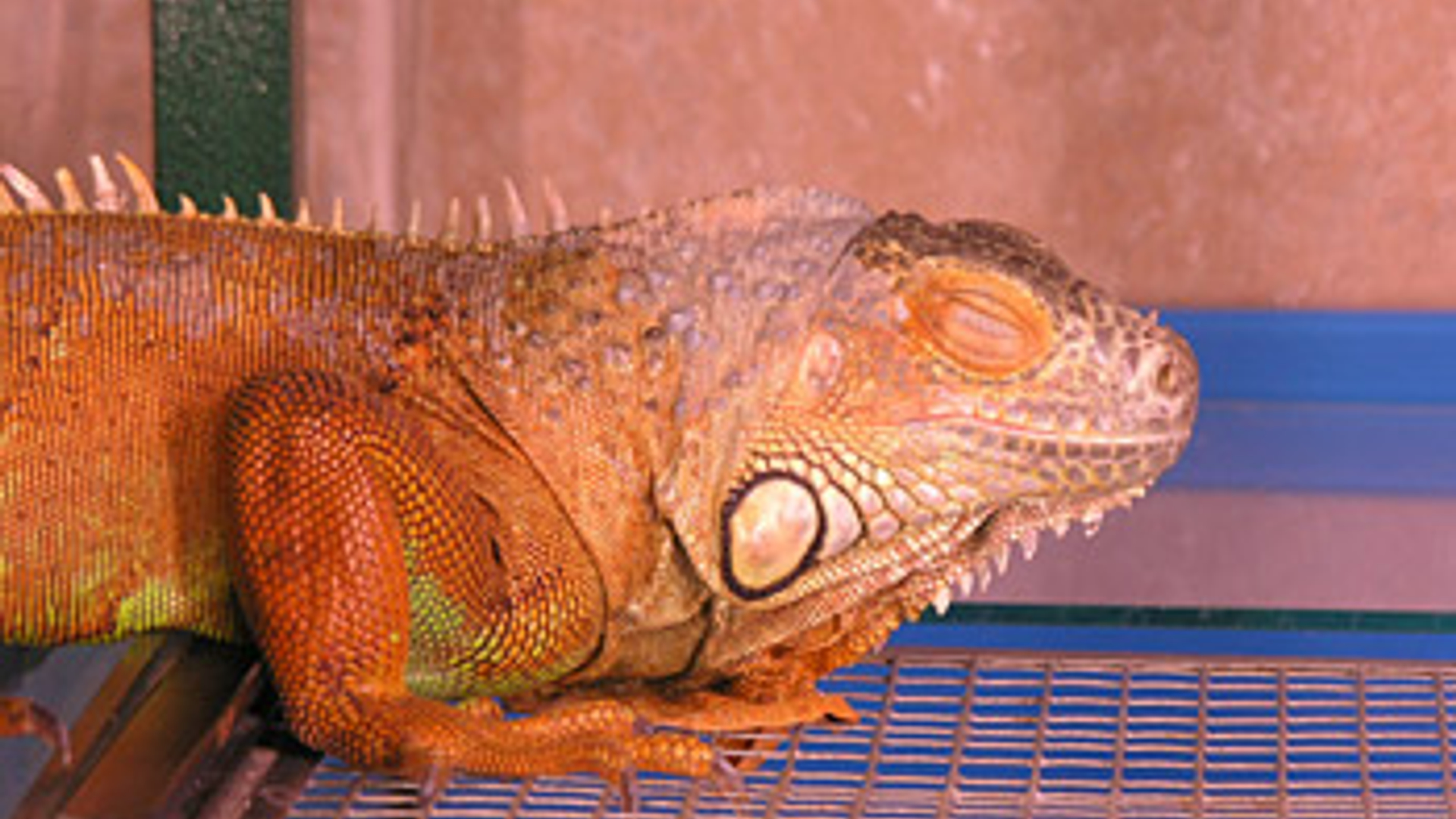 kameleon_02.jpg