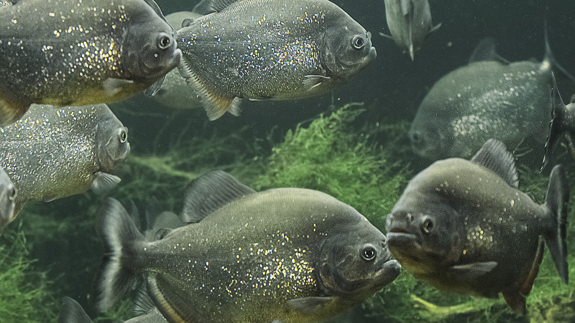 piranha.jpg