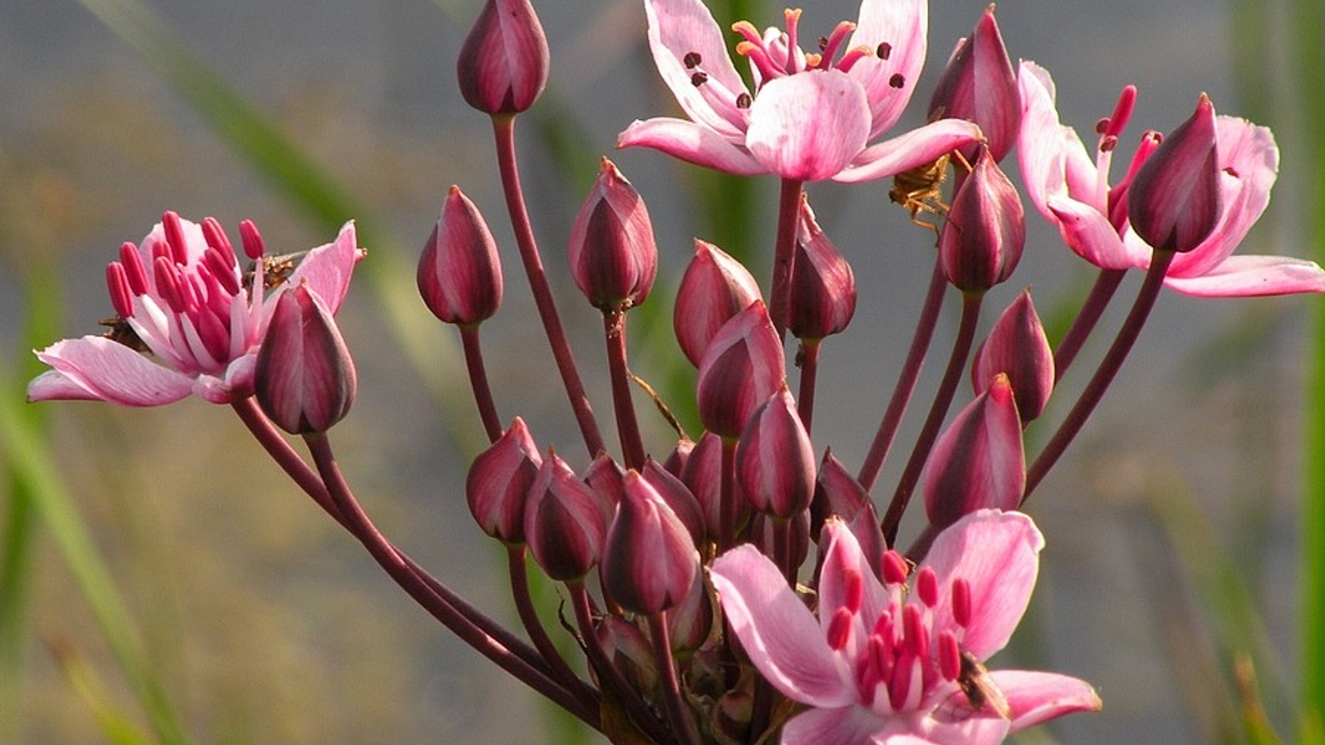 zwanenbloem.jpg