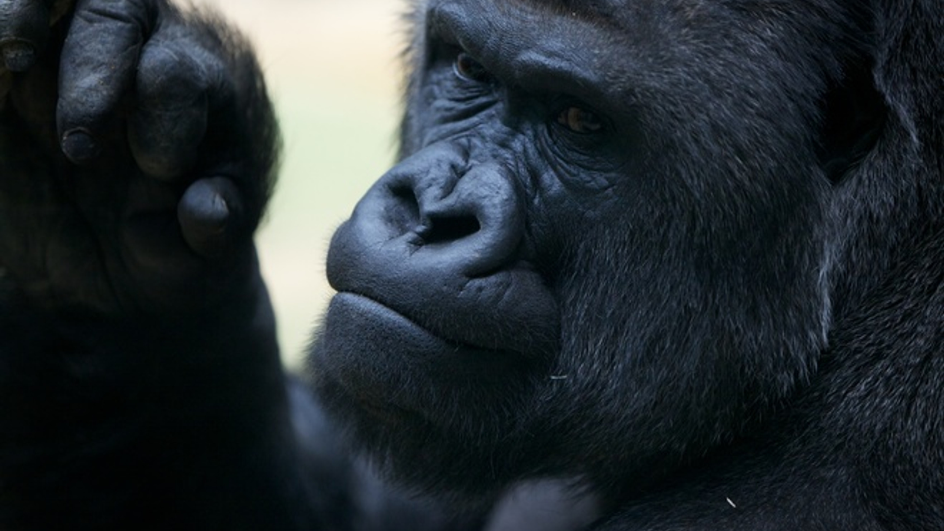 Gorilla