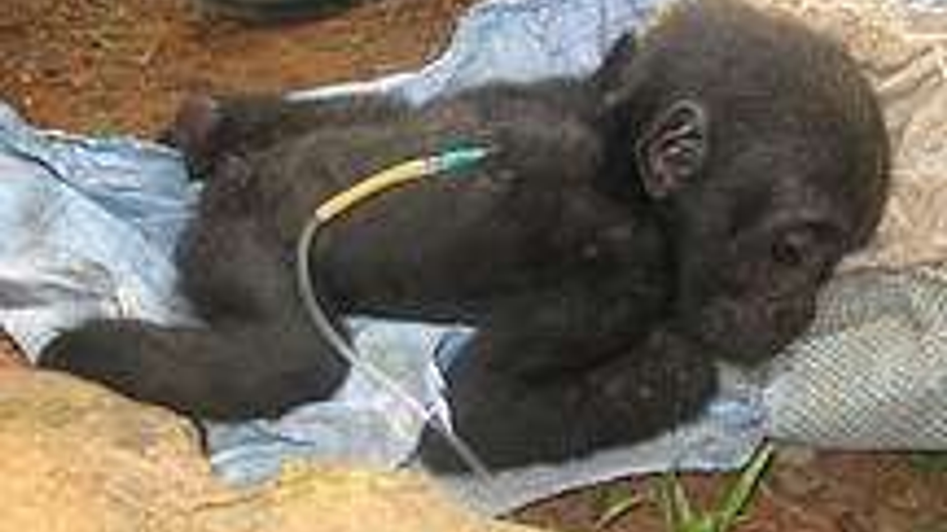 gorilla_baby.jpg