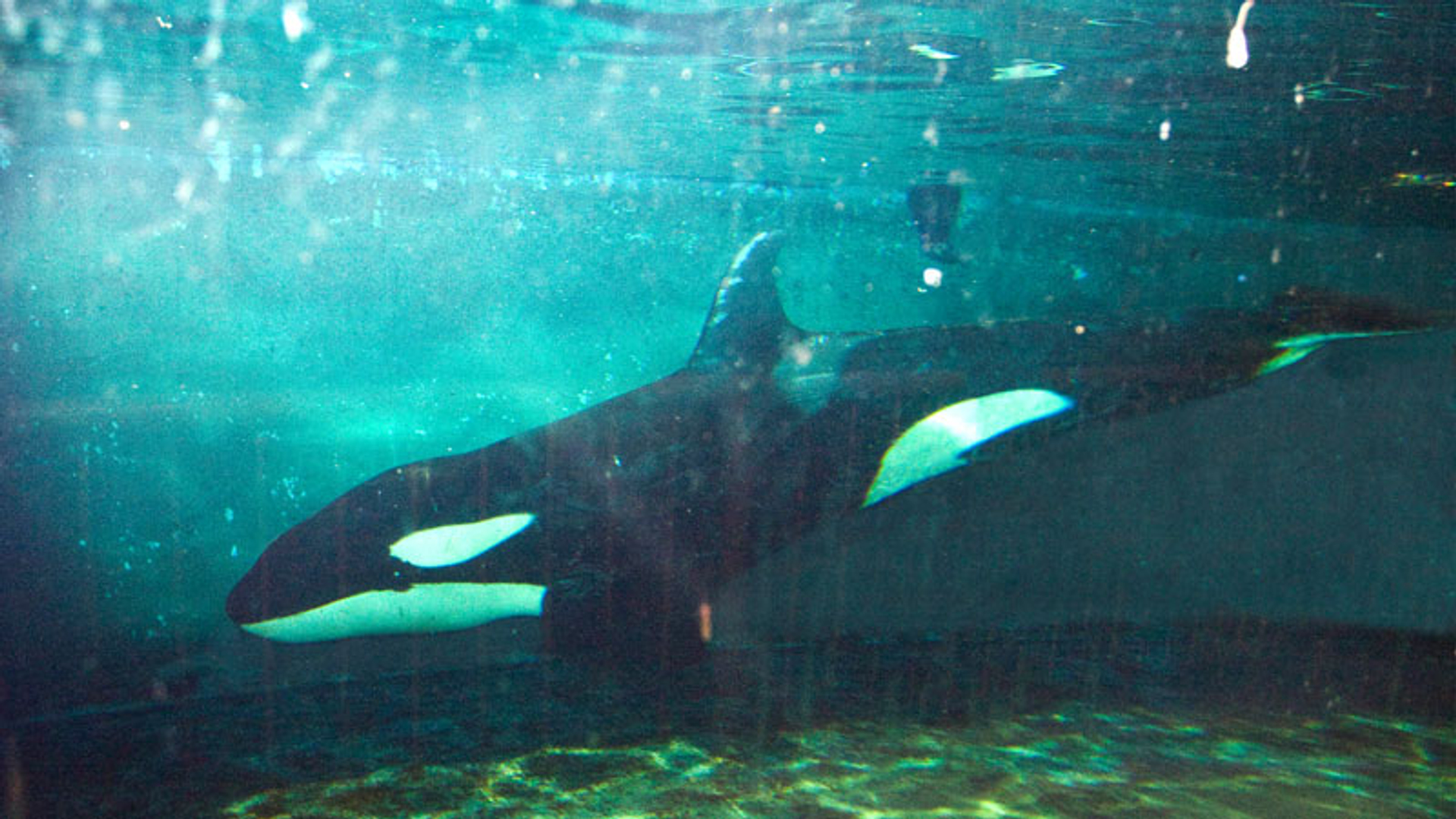 orka_Morgan_01.jpg