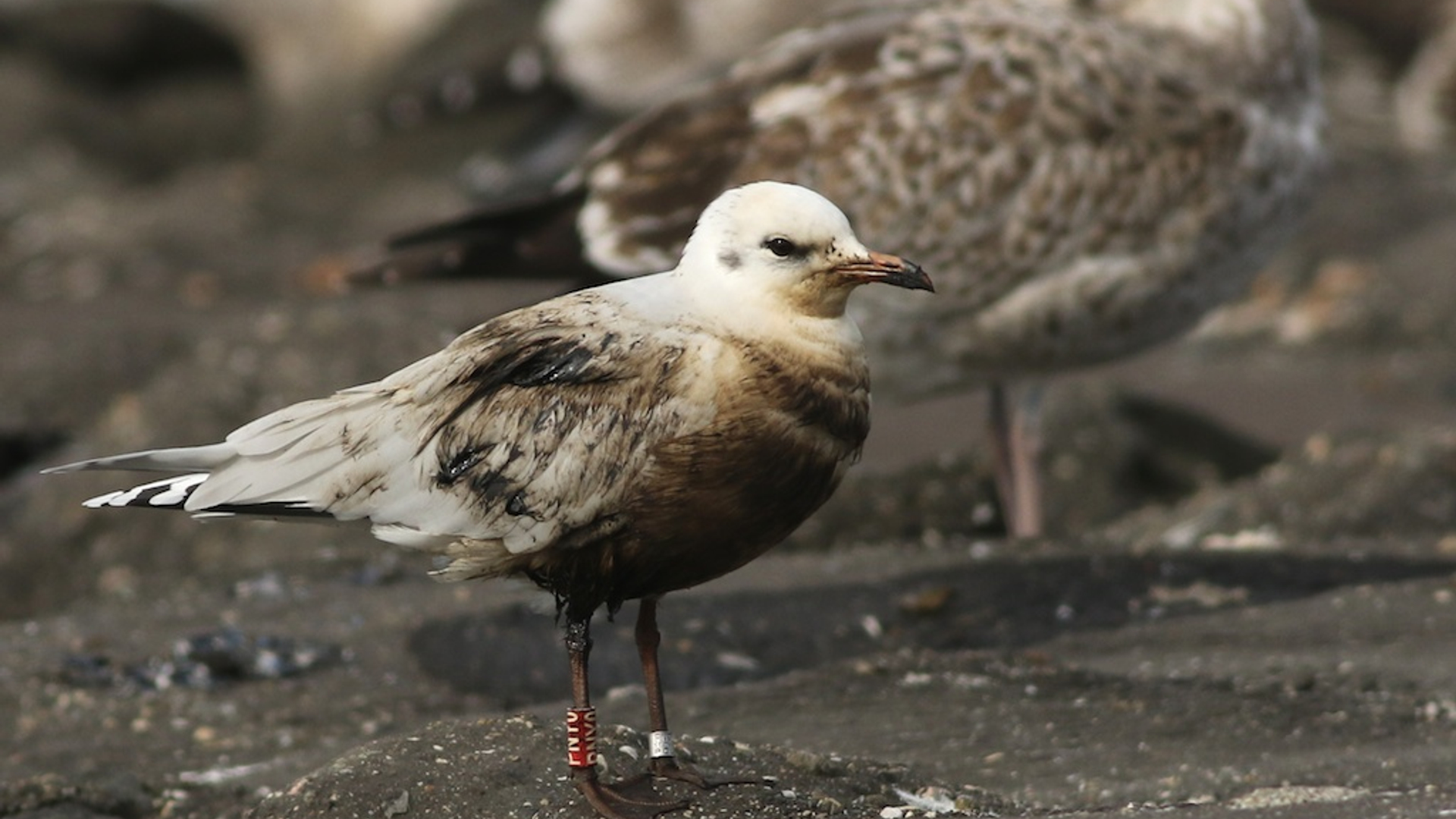 larumela-rr-olie-20151009-WK-Zeedijk-OW3A7247.jpg