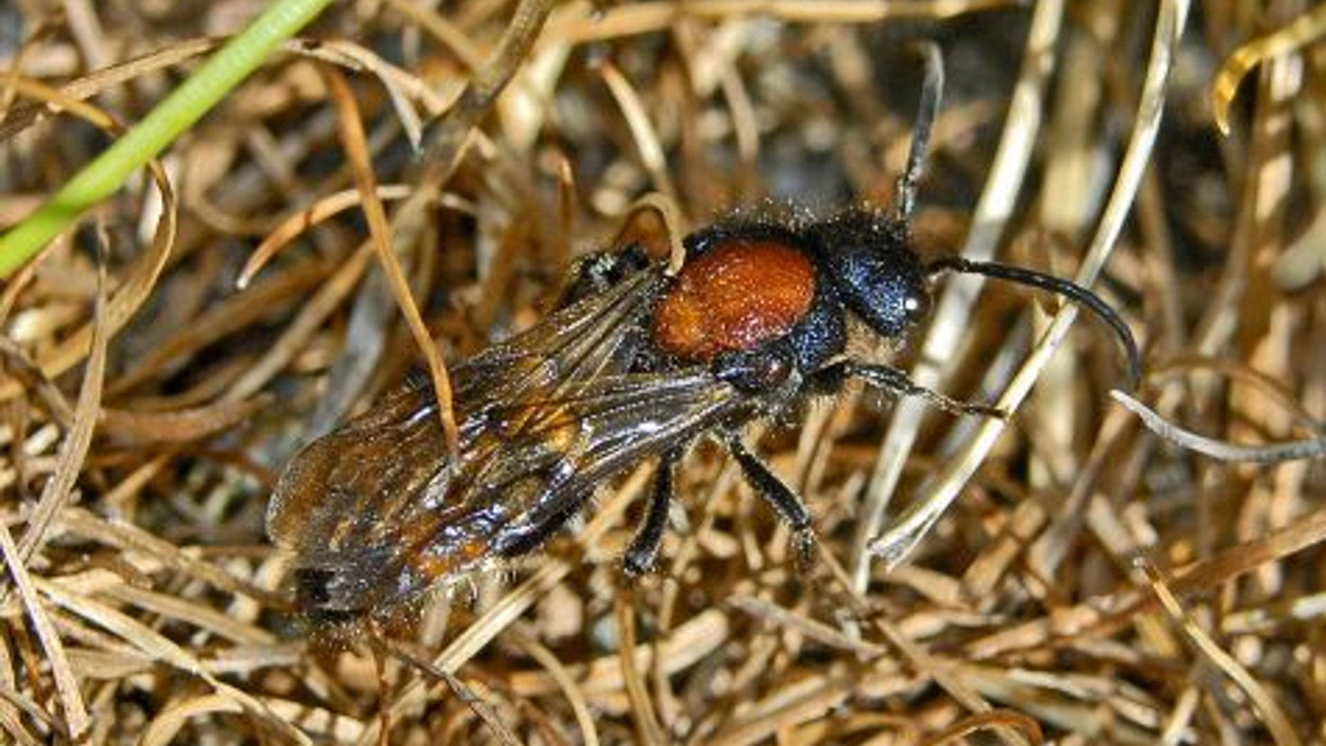 mierwesp_-_hectonichus_01.jpg