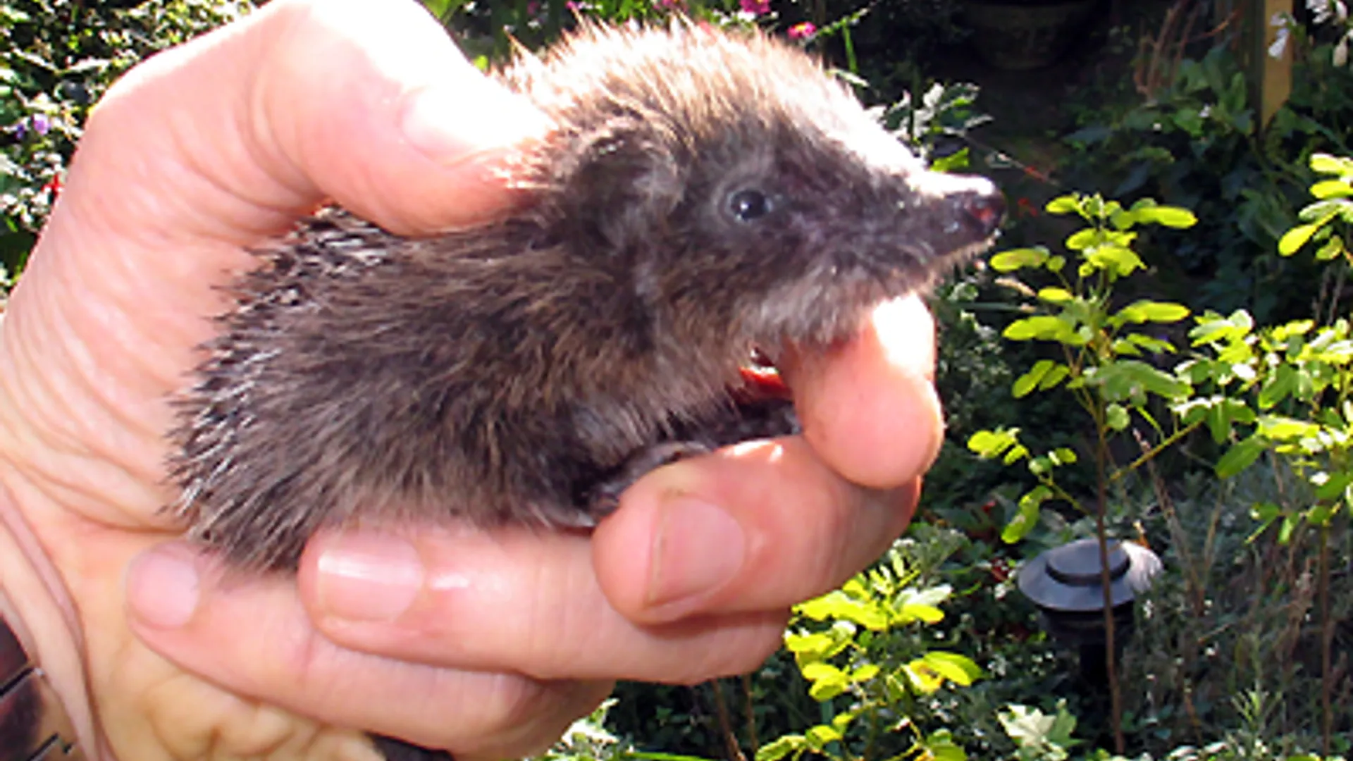 De egel - Vroege Vogels - BNNVARA