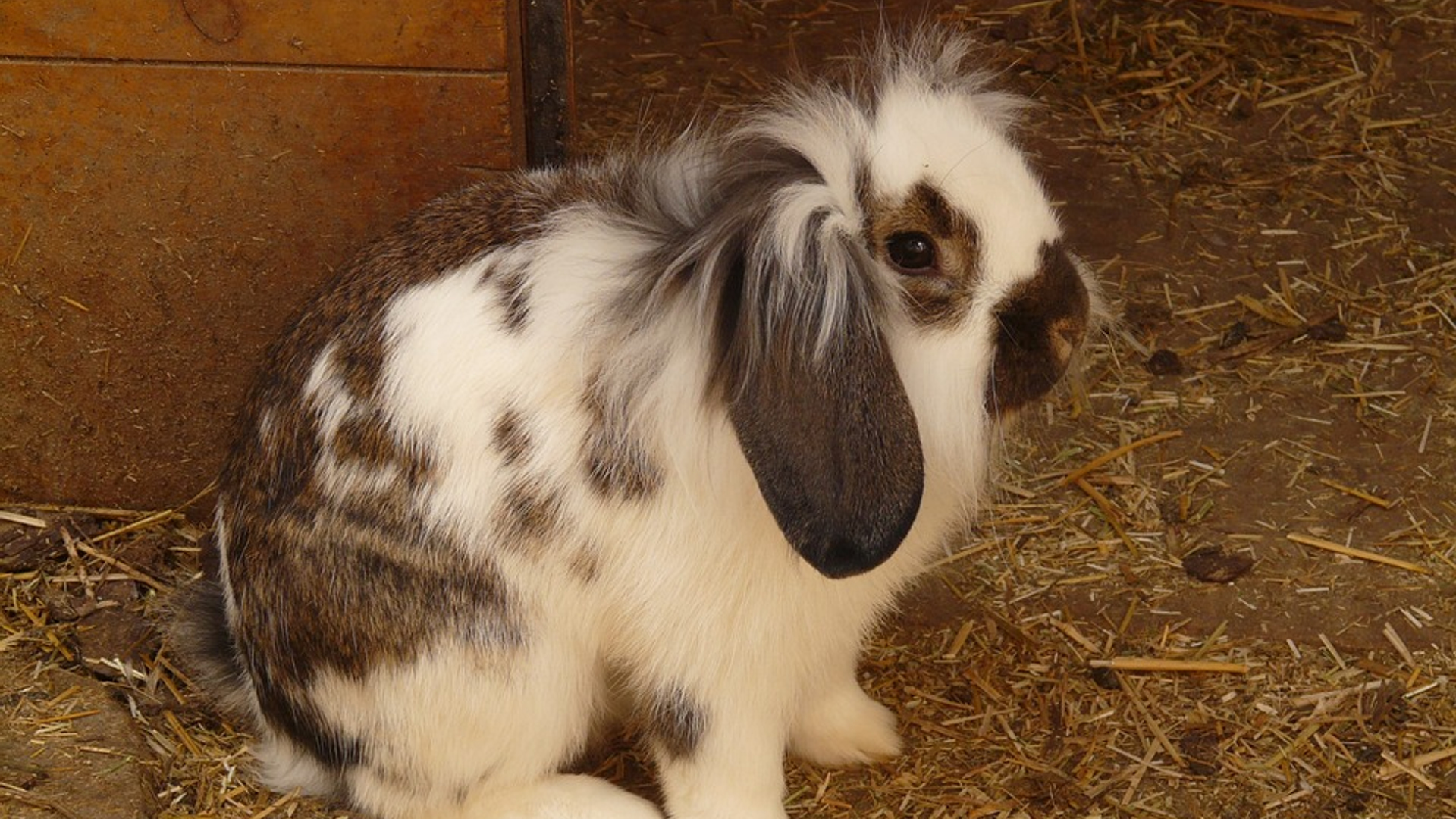 hare-581_960_720