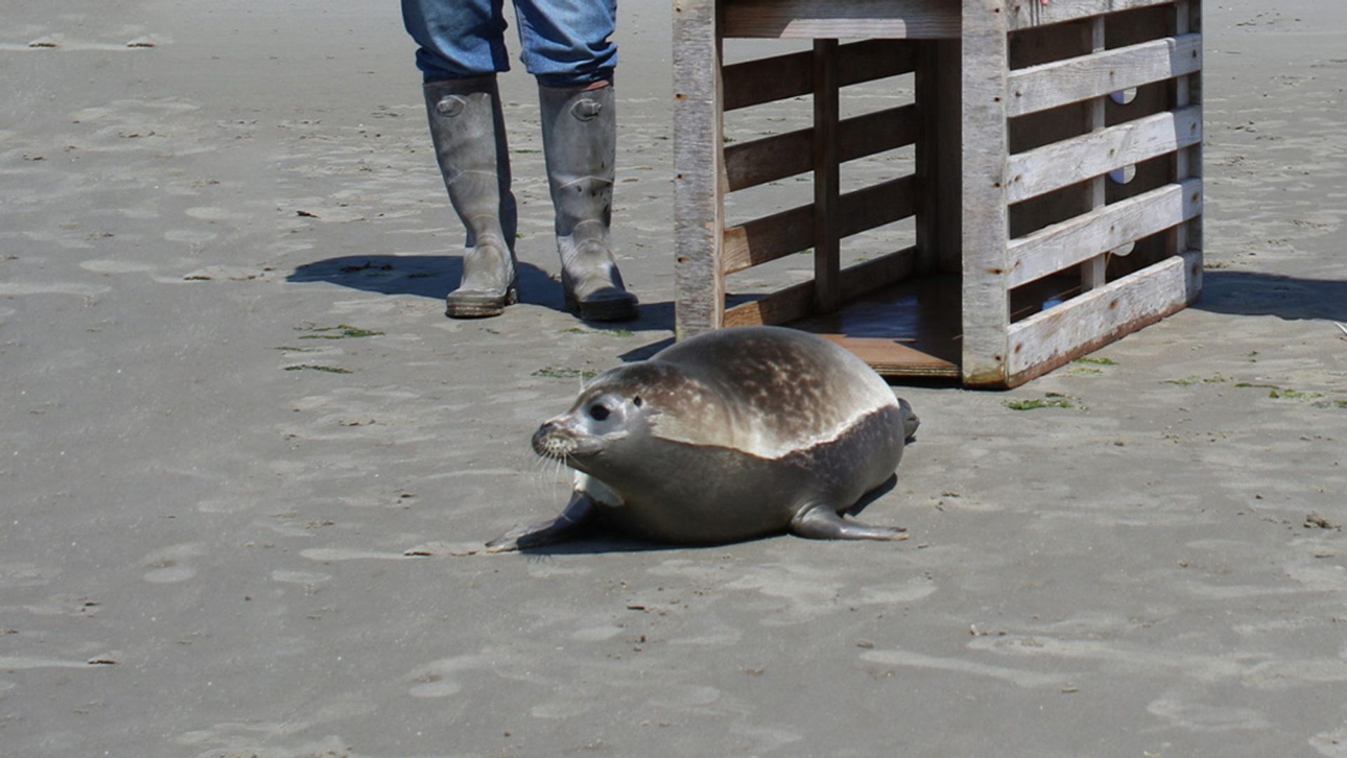 NIET HERGEBRUIKEN-zeehond