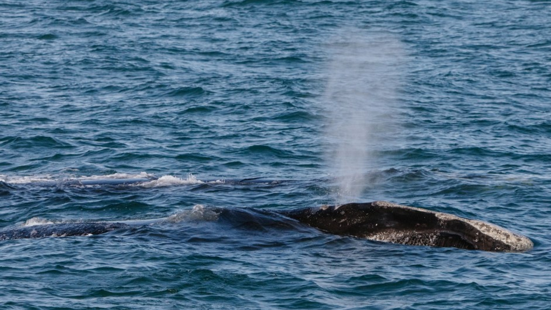 A North Atlantic right whale seen from Song of the Whale takes a breath