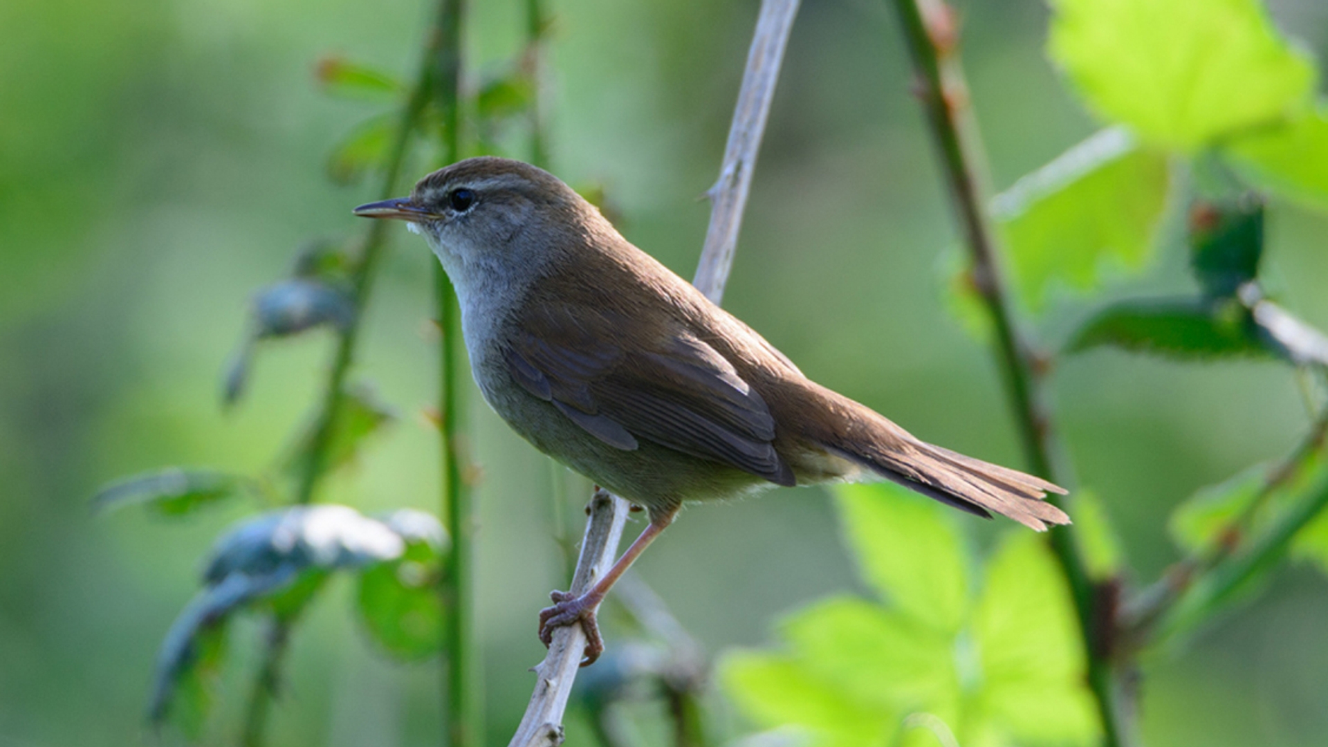 cetti's zanger