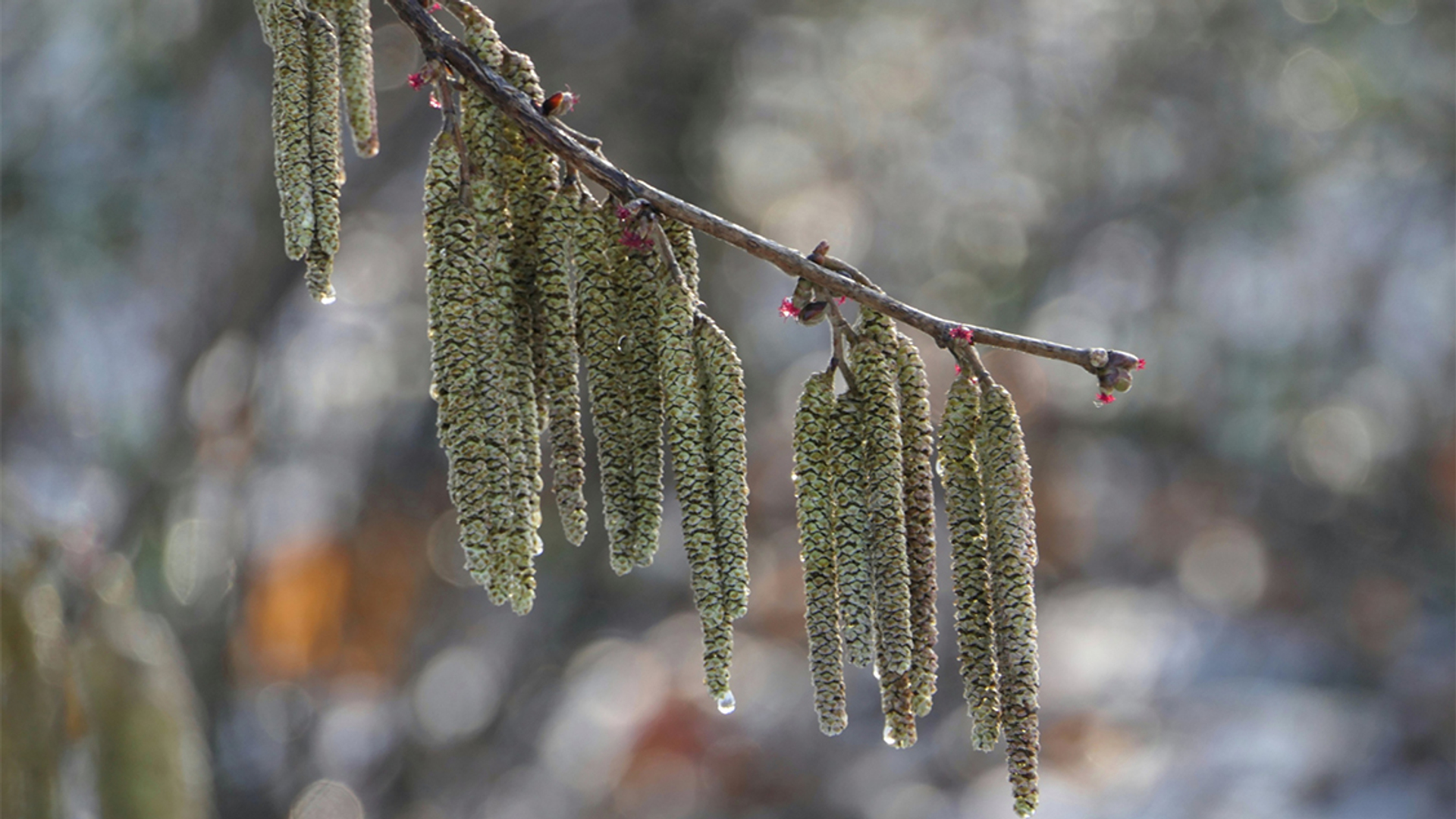 de-huilende-hazelaar