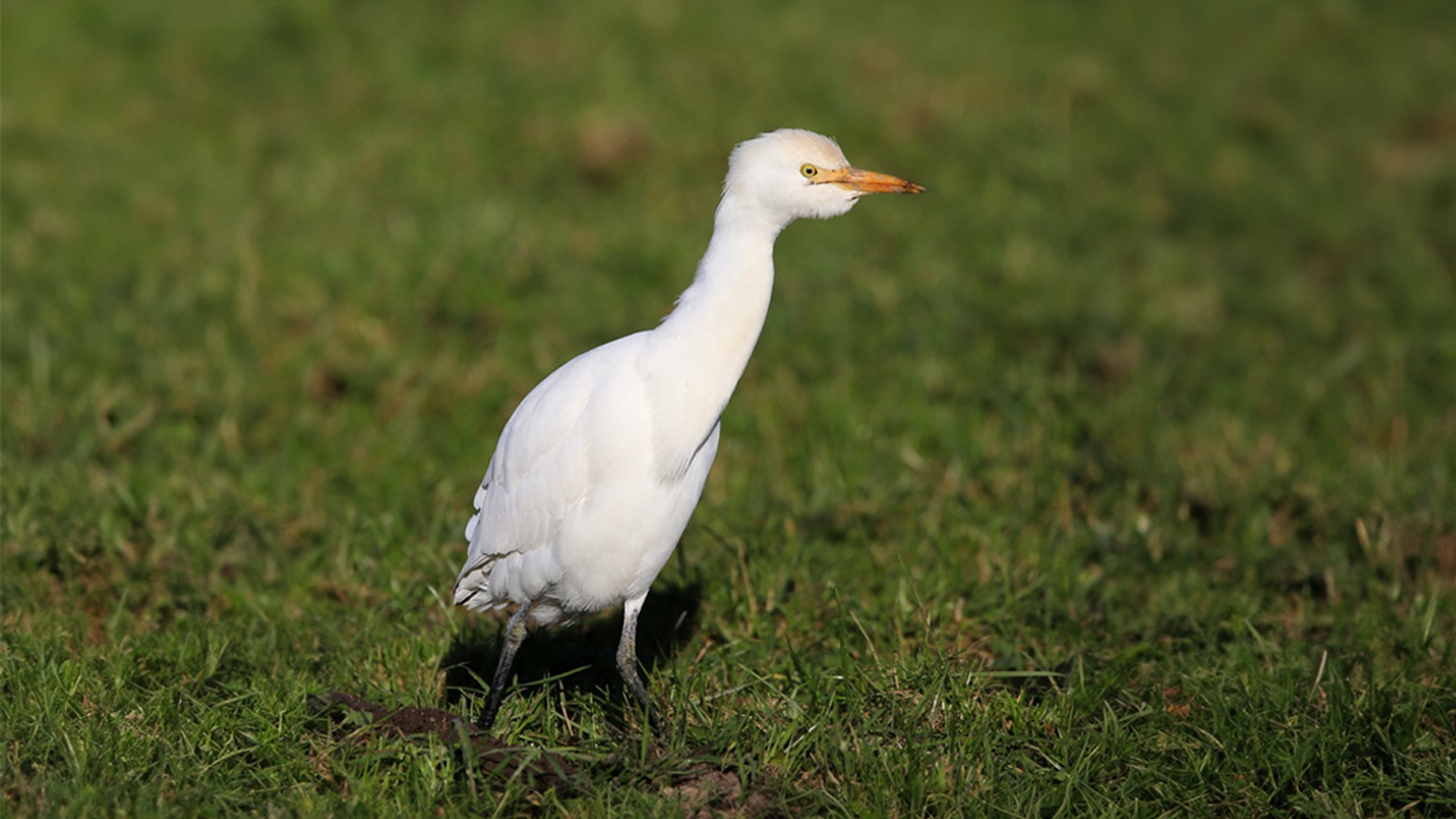 koereiger