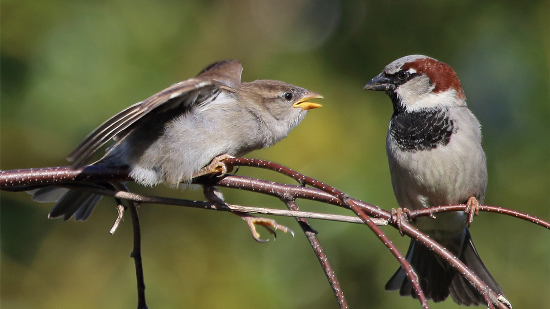Huismusjes door Kerstin