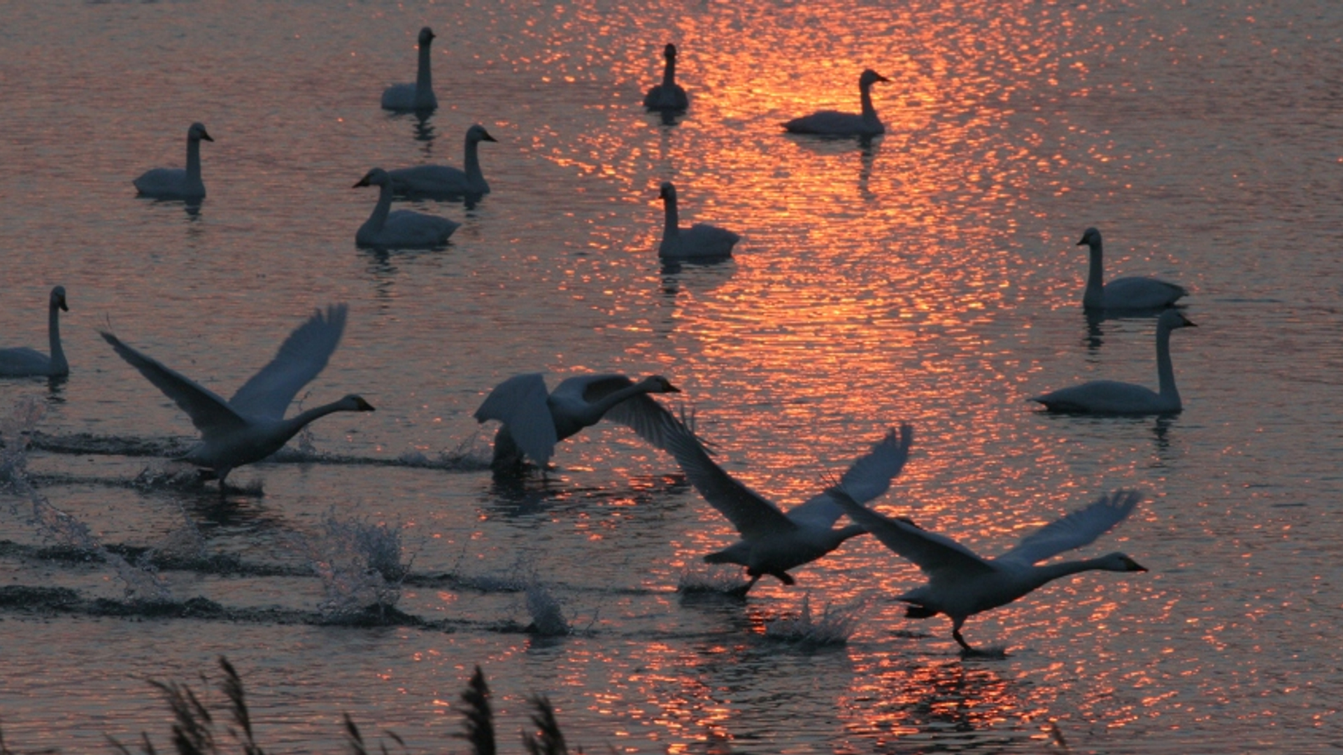 KleineZwaan20100220slaapplWilligeLangerak 036