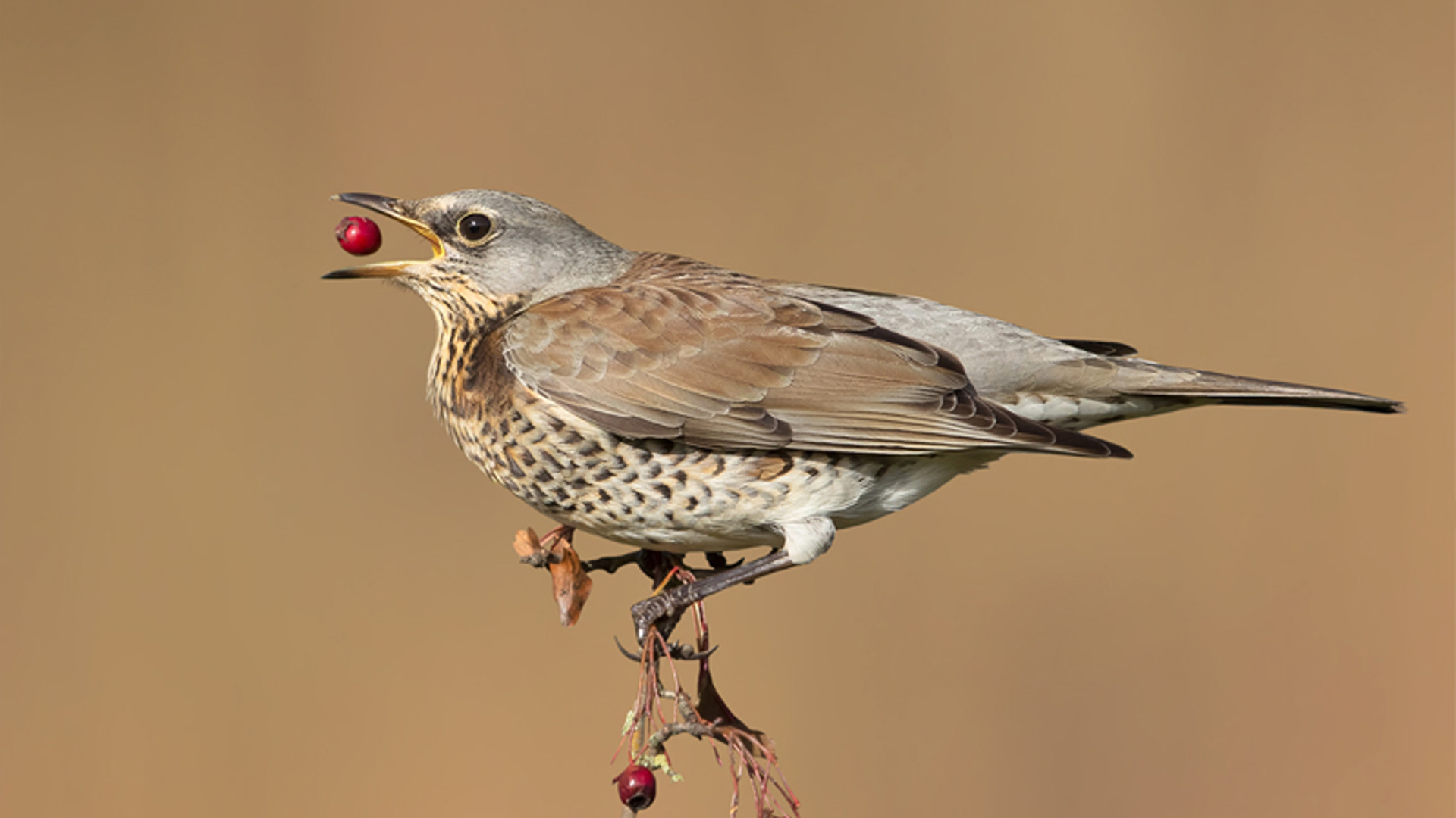 Kramsvogel