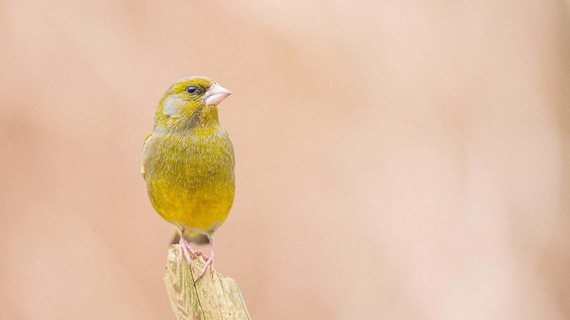 Groenling - cursus vogelzang