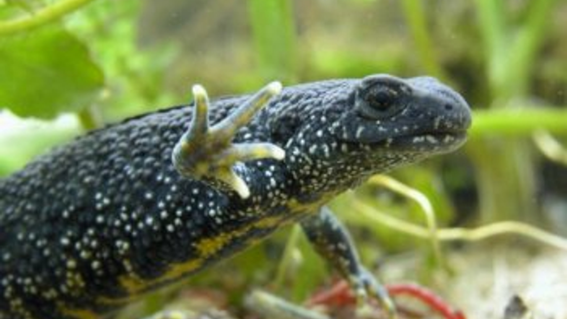 kamsalamander_07.jpg