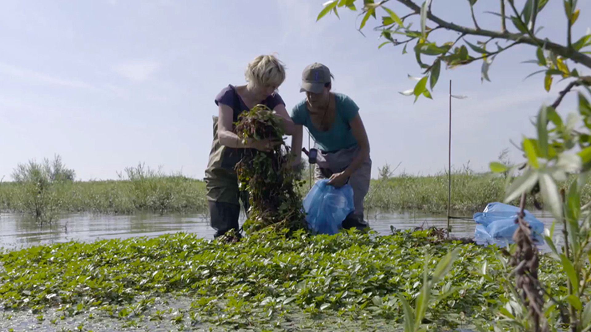 Kleine waterteunisbloem