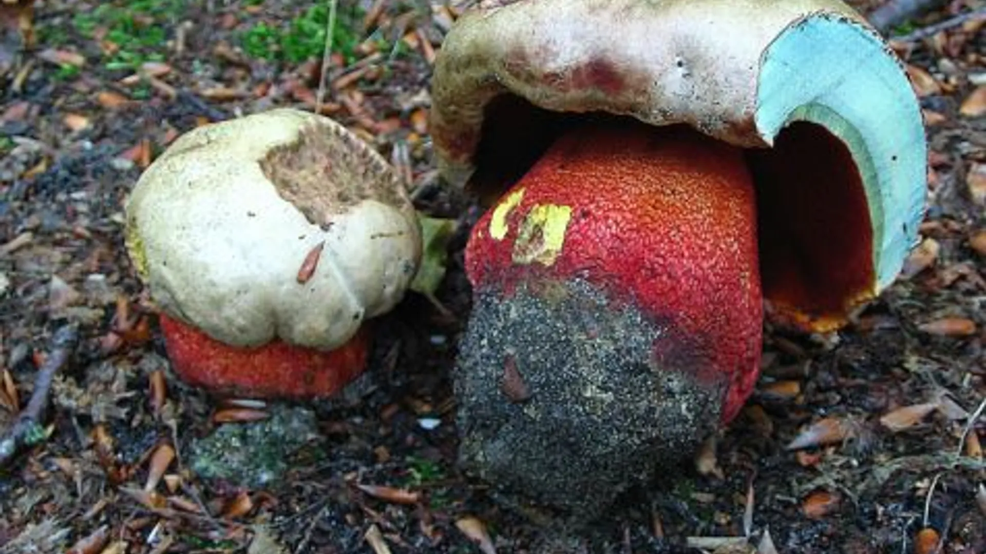 boletus_rhodoxanthus1.jpg