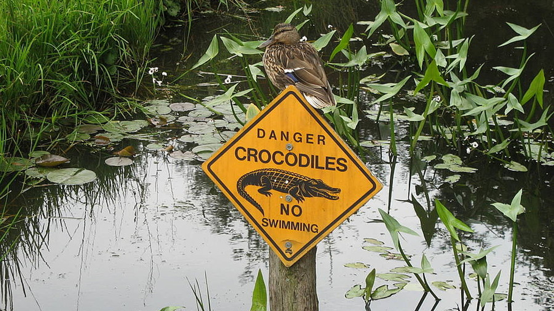 krokodillen_beware.jpg