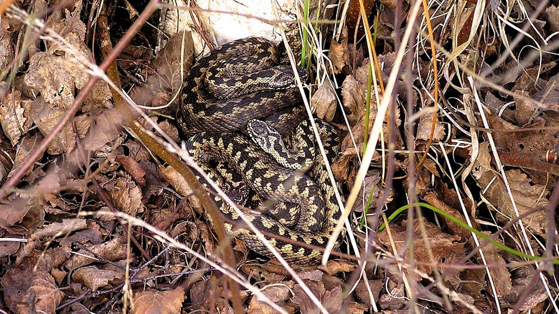 adders_01.jpg