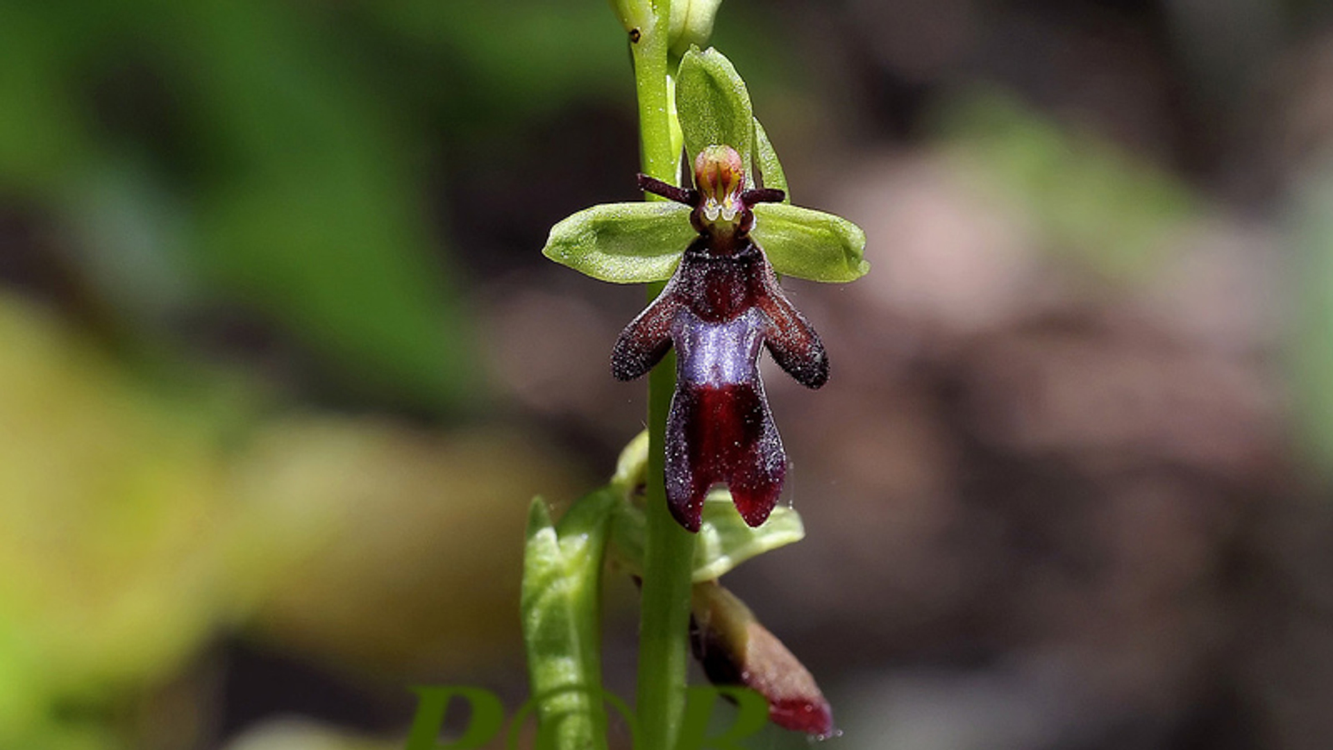 vliegenorchis_02.jpg