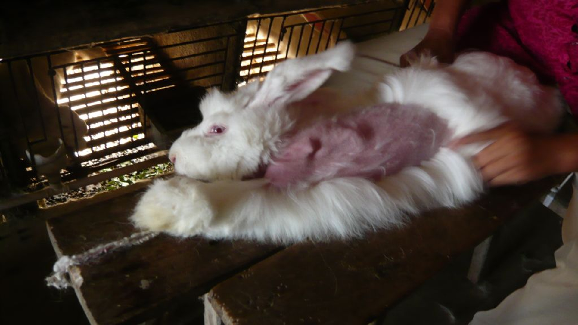 Angora-rabbit-fur-plucking-2.jpg