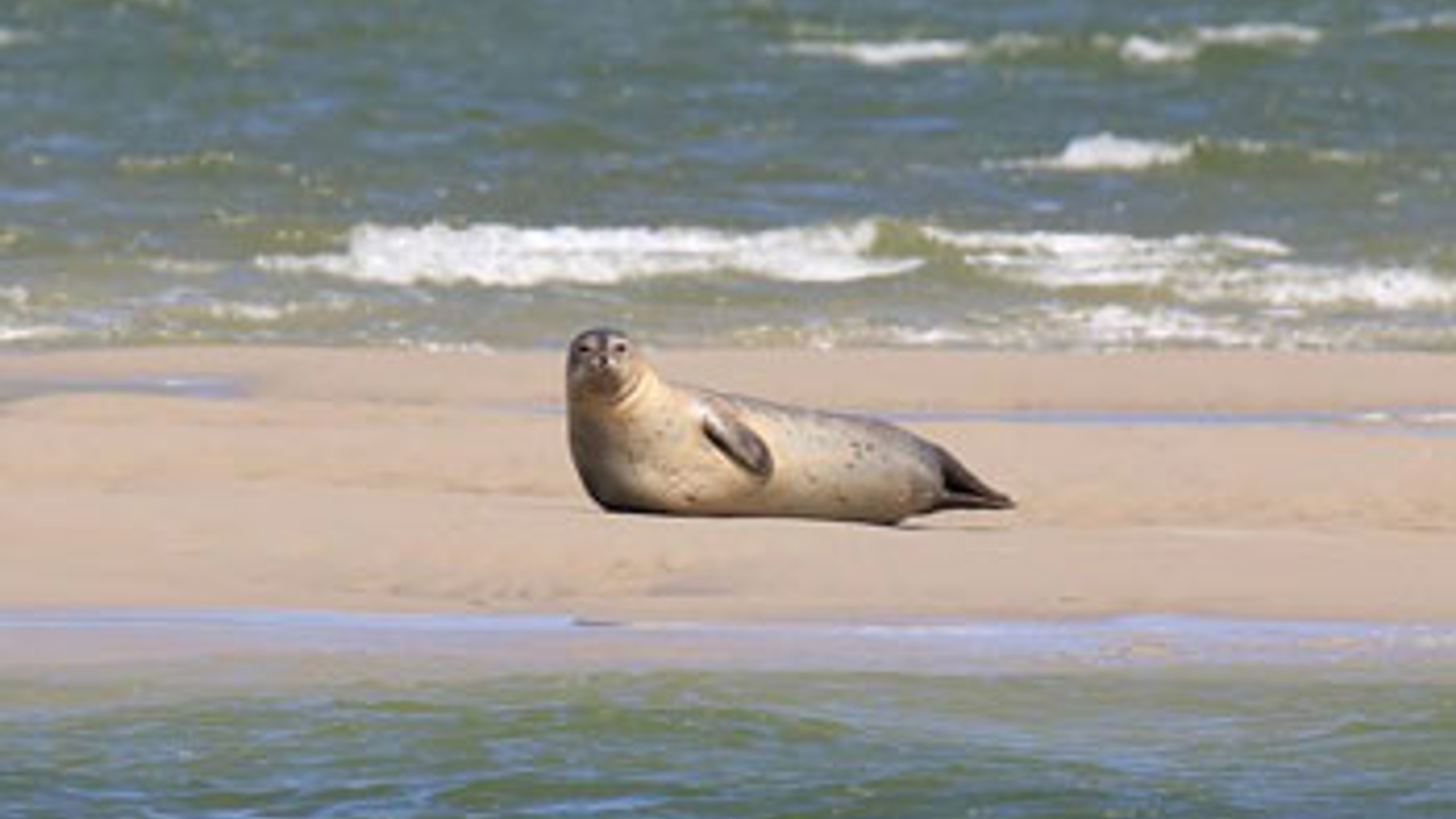Zeehondje.jpg