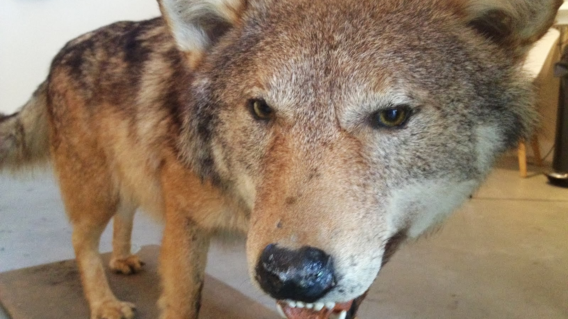 wolf2_01.JPG