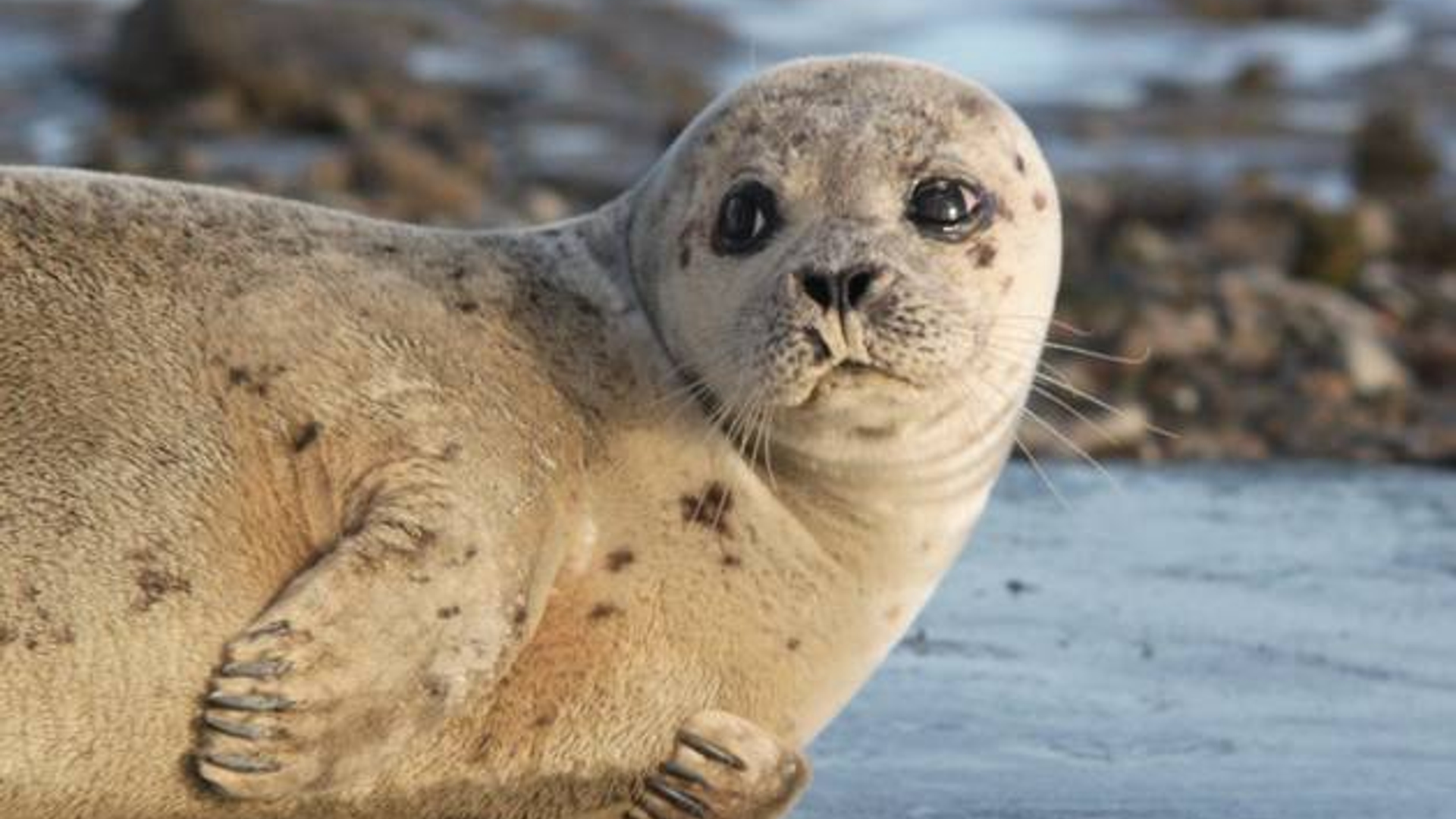 zeehond_65.jpg