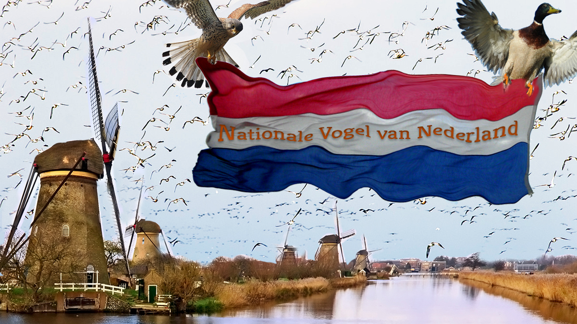 nationalevogel_03.jpg