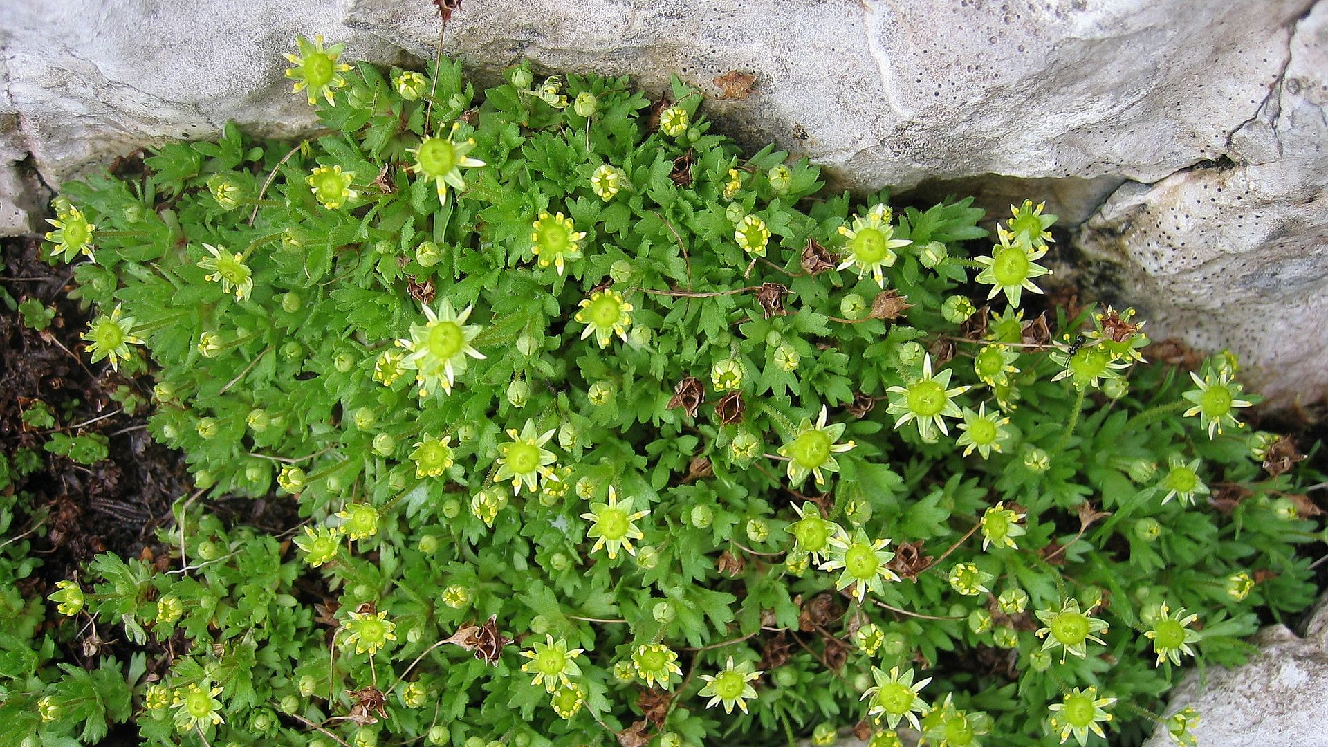 Saxifraga_aphylla.jpg