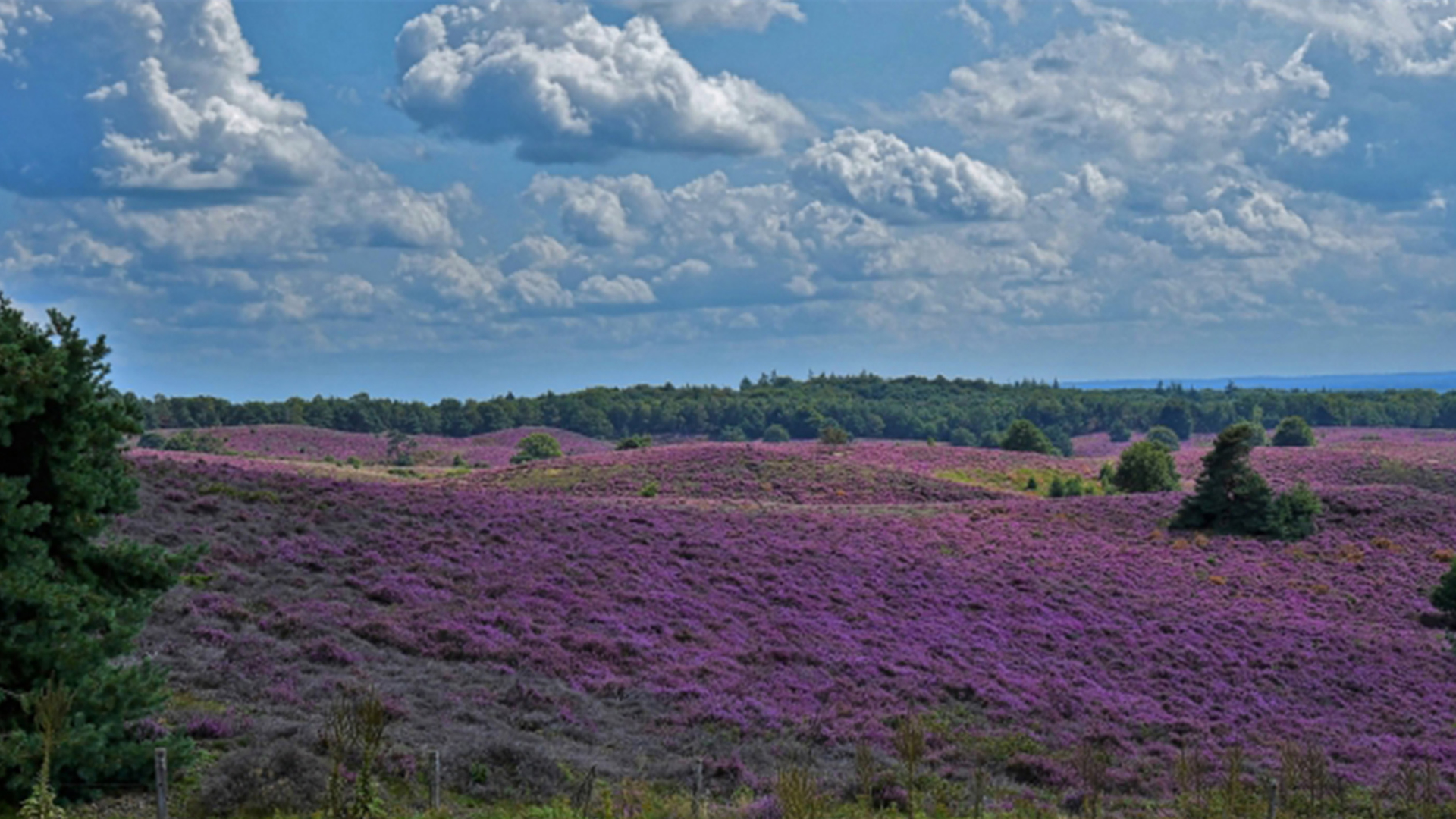 posbank_veluwe_5f58d1355b686_medium