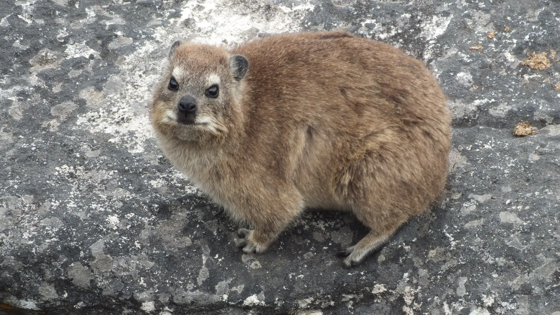 dassie.jpg