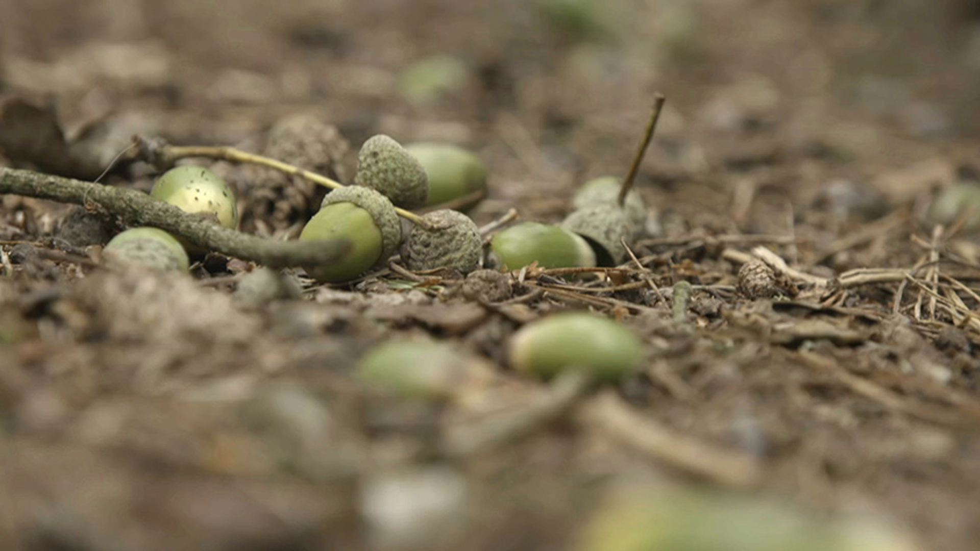 Master_VV_Afl19_Kampina_frame_59286