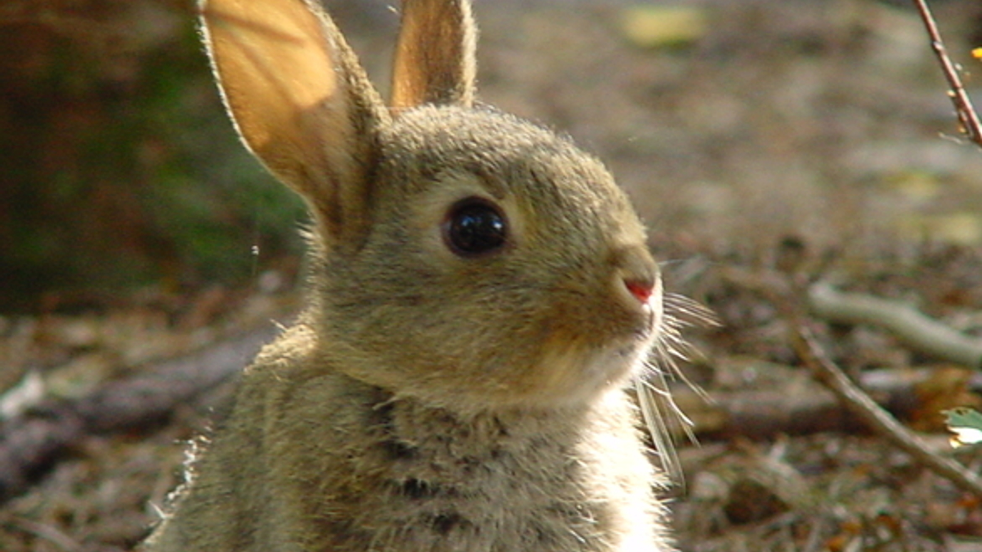 rabbit-2-1468000.jpg