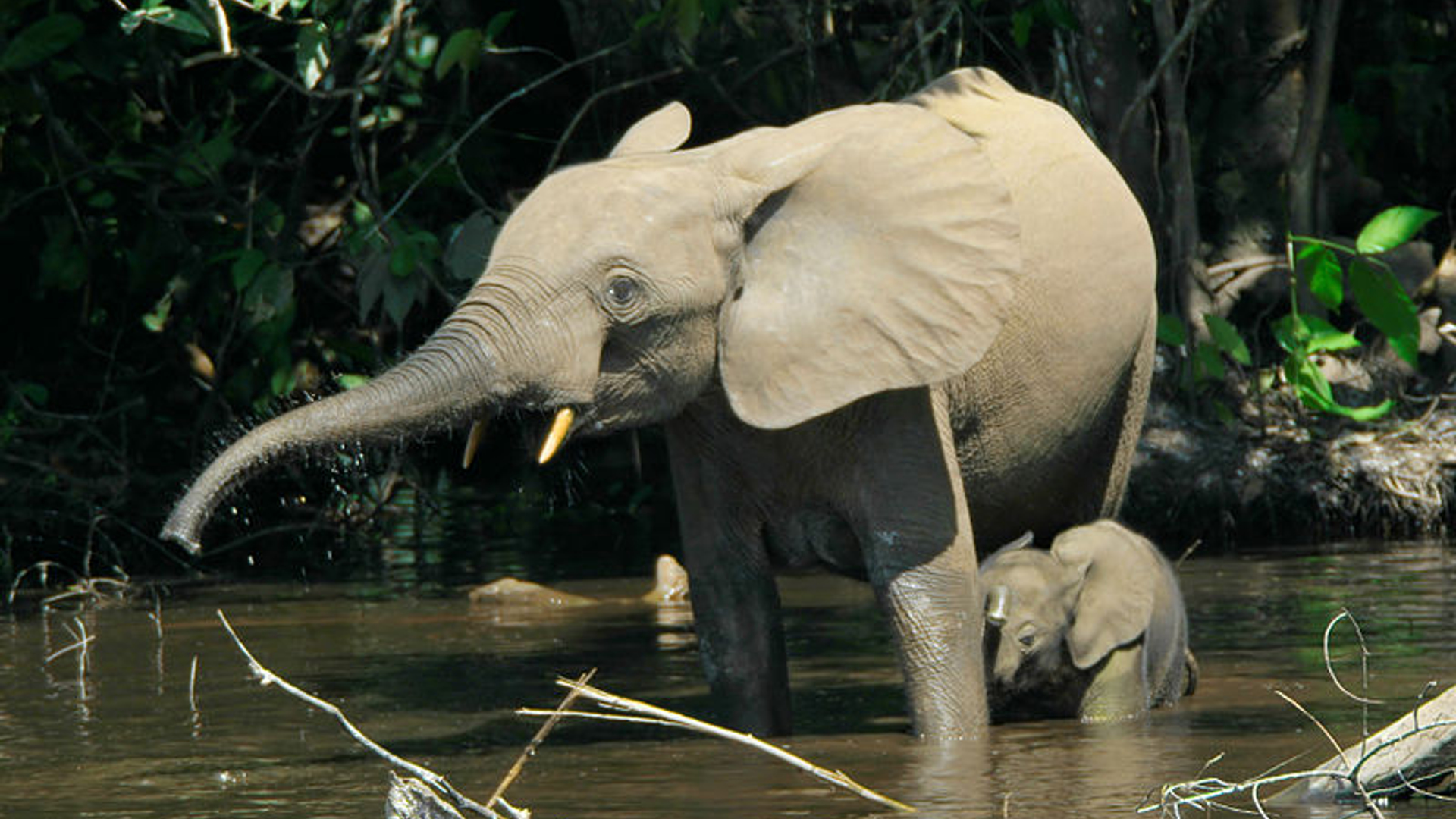 Bosolifant_01.jpg