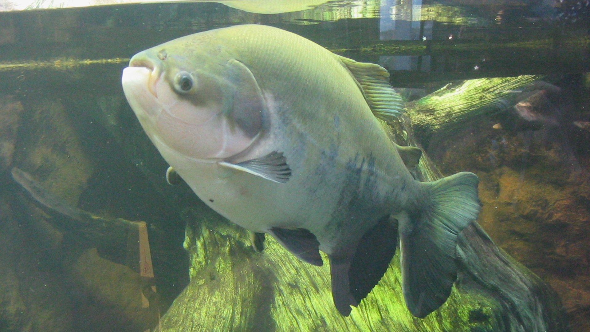 Pacu_shedd.jpg