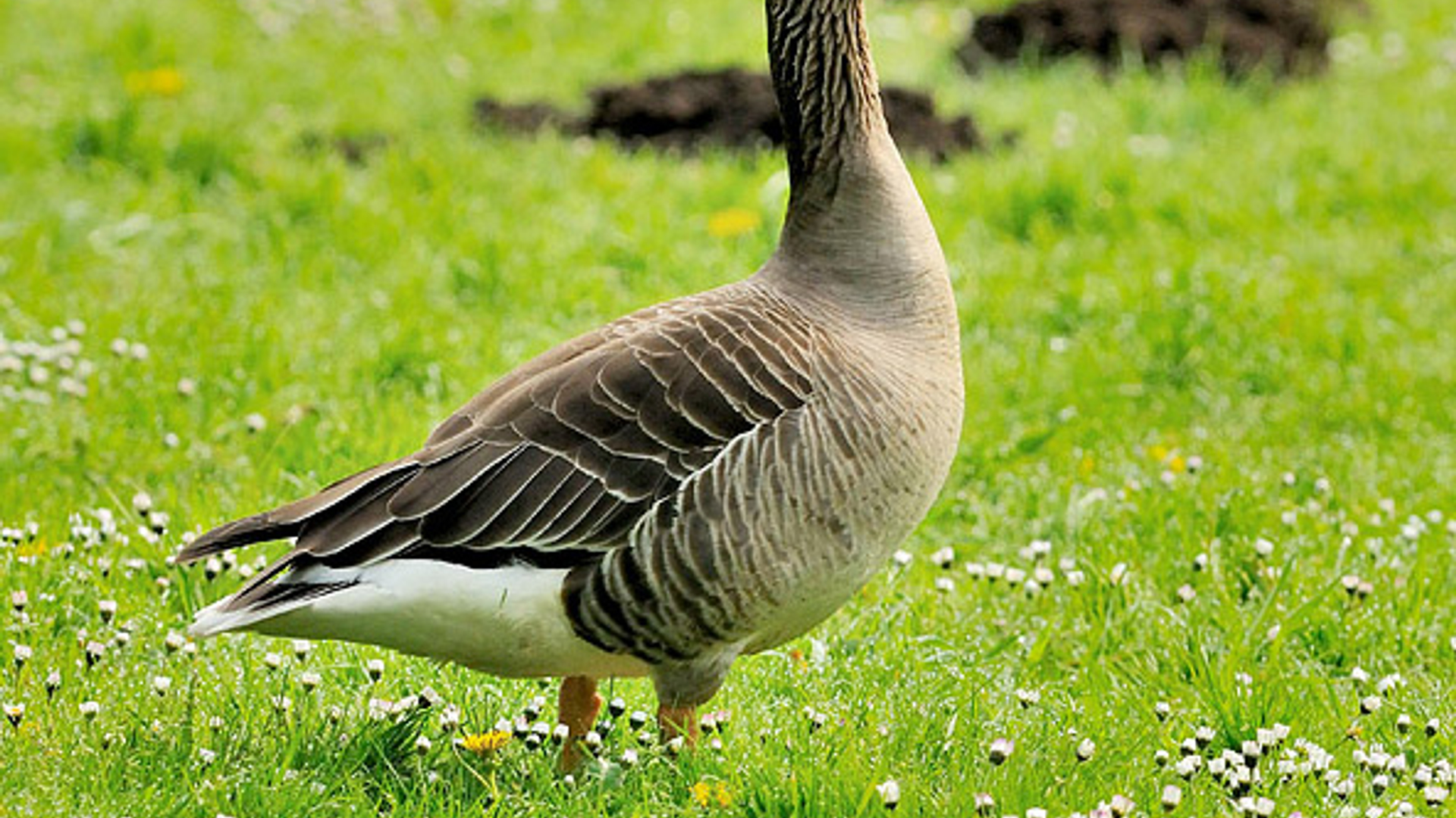 grauwe_gans_10.jpg