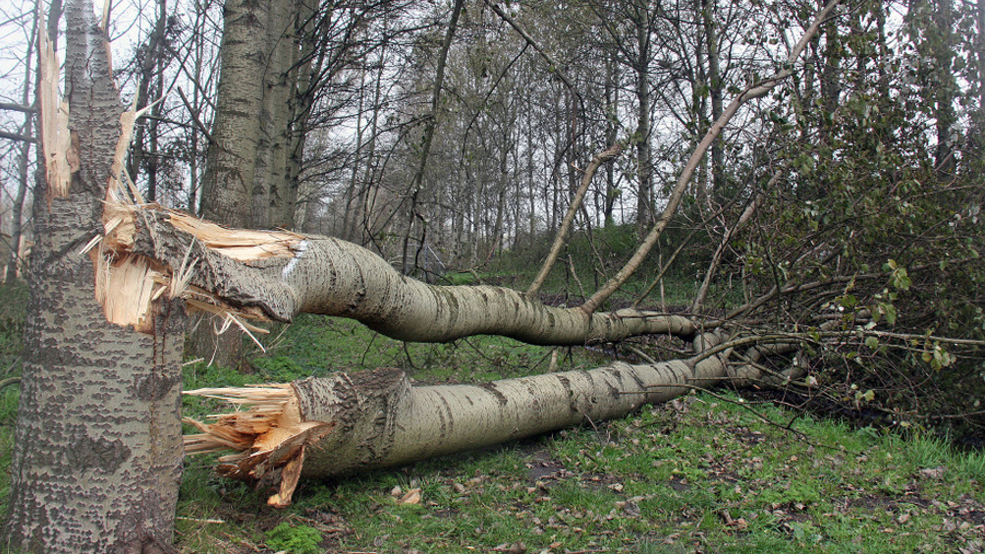 stormschade in het bos